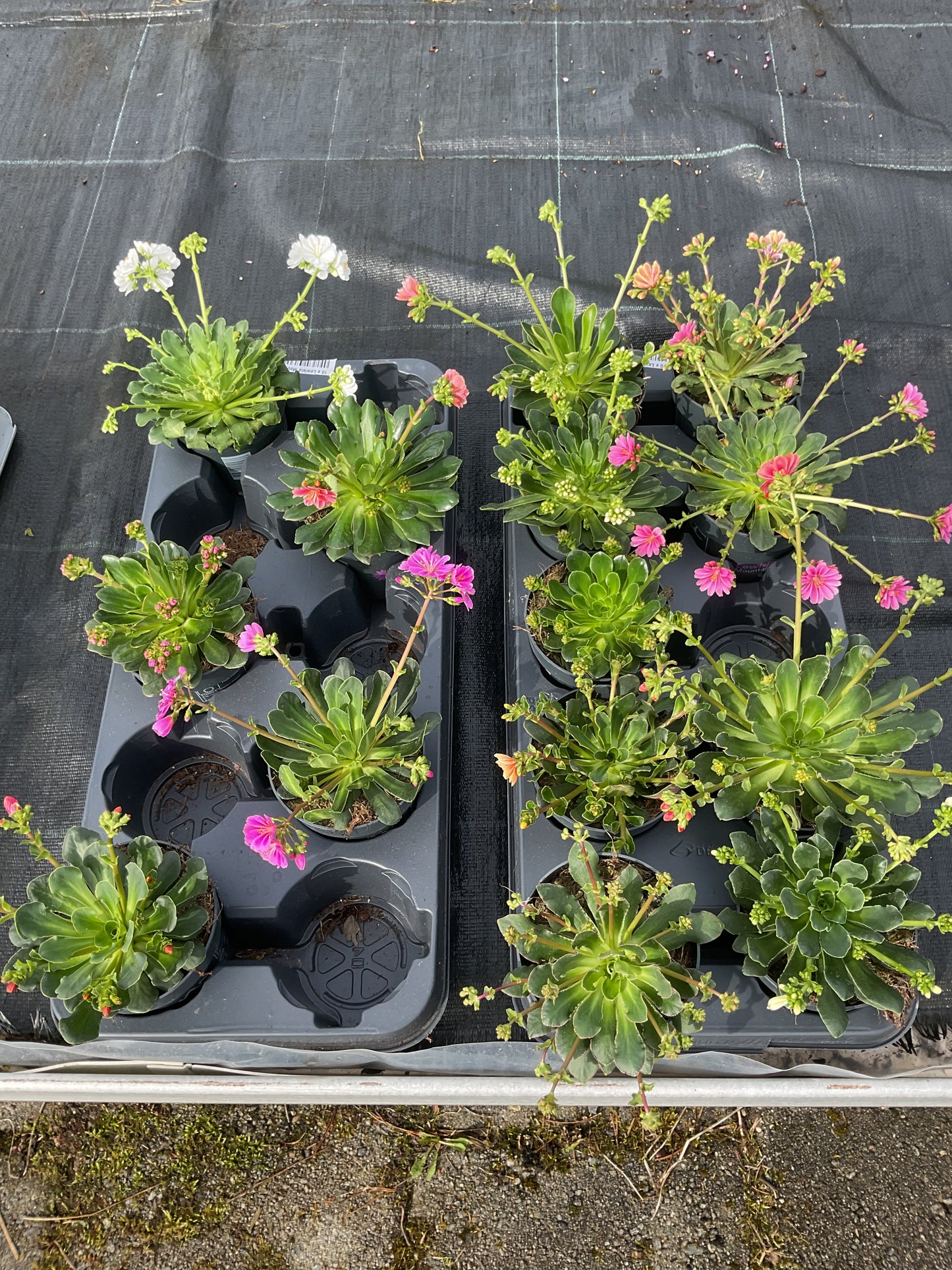 Lewisia cotyledon ‘Mountain Dreams’ P12