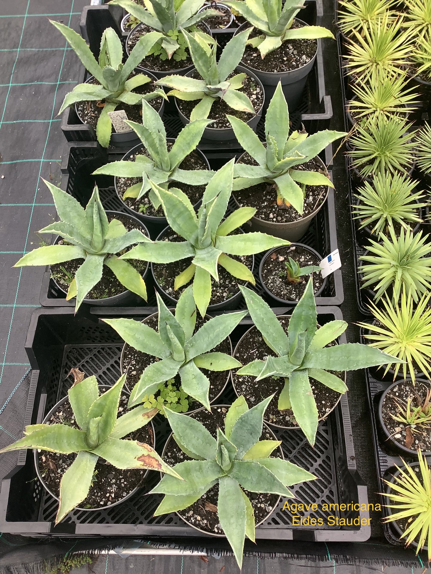 Agave americana P17