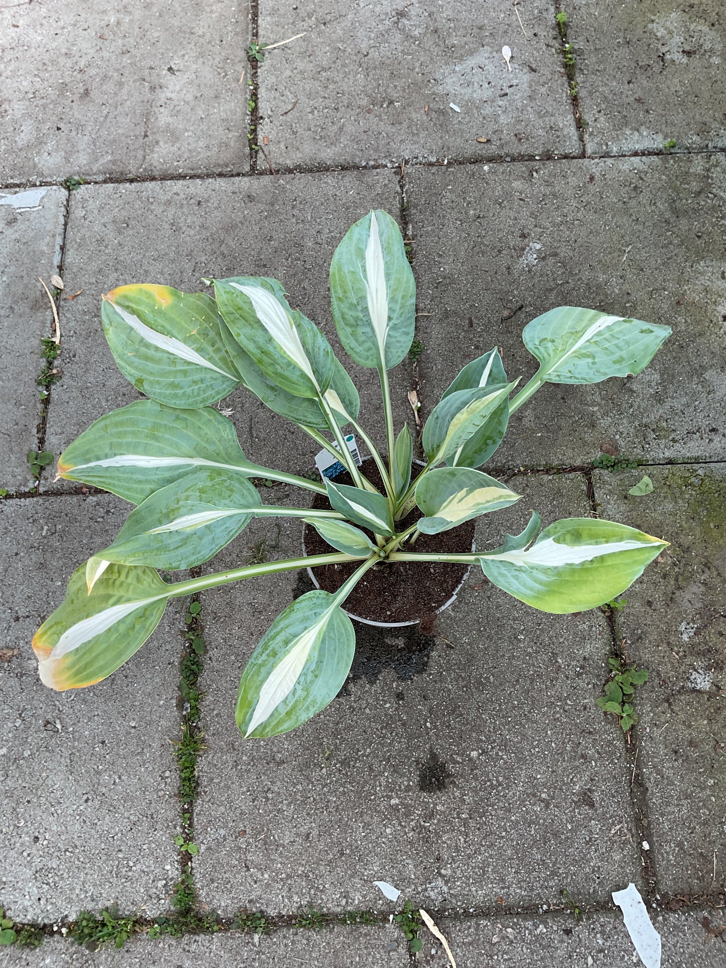 Hosta ‘Pin Up’