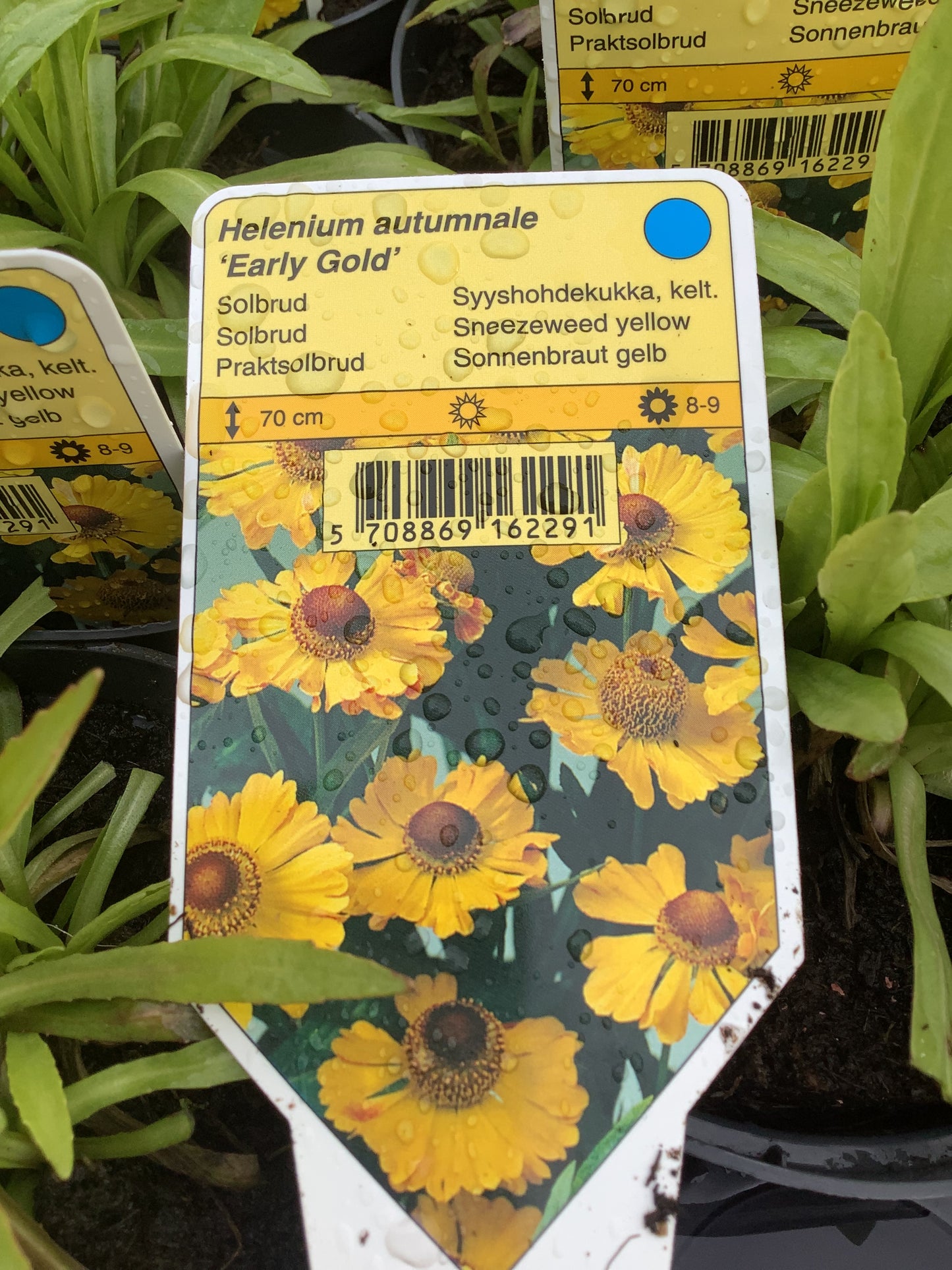 Helenium autumnale ‘Early Gold’