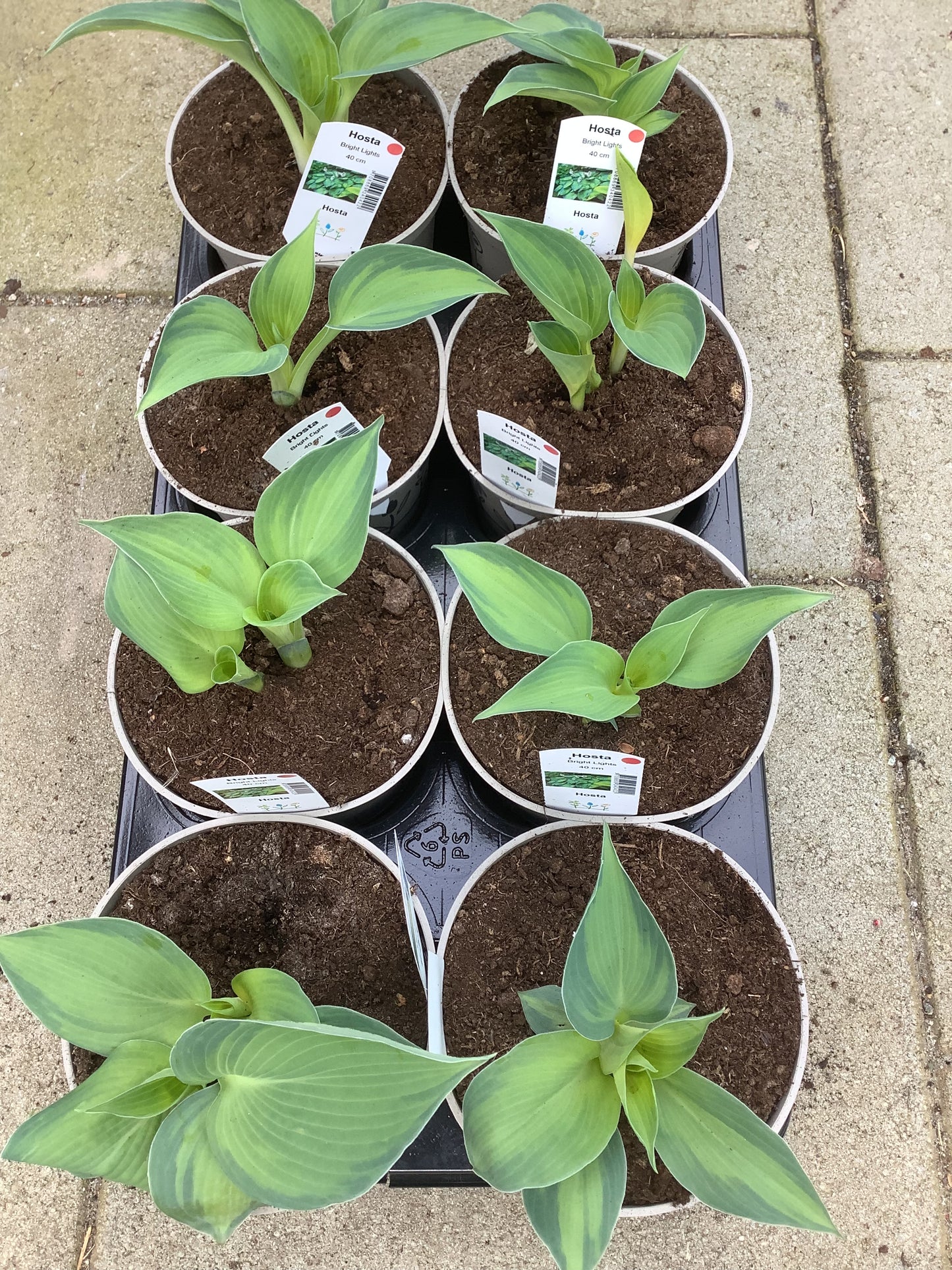 Hosta ‘Bright Lights`P15