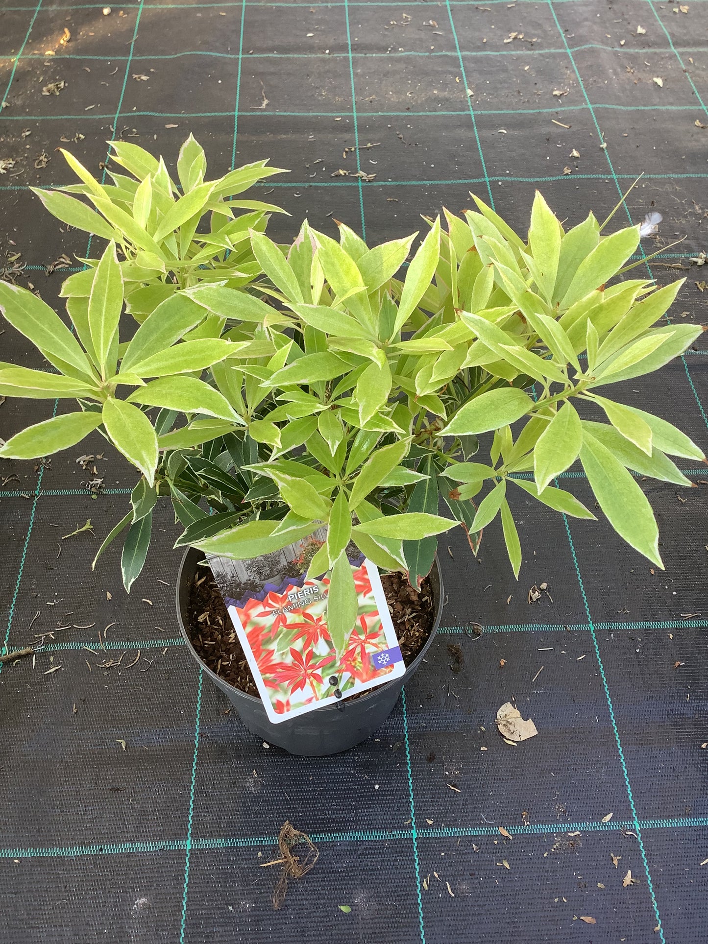 Pieris japonica ‘Flaming Silver’ P19