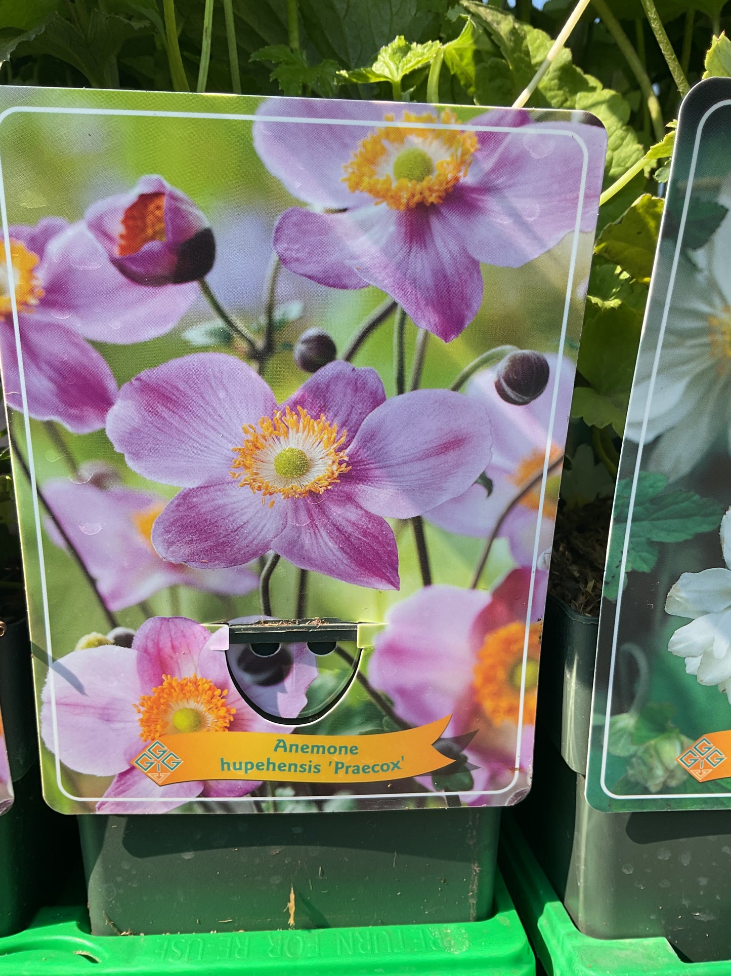 Anemone hupehensis ‘Praecox’ P11x11
