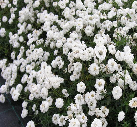 Achillea ptarmica ‘The Pearl Superior’