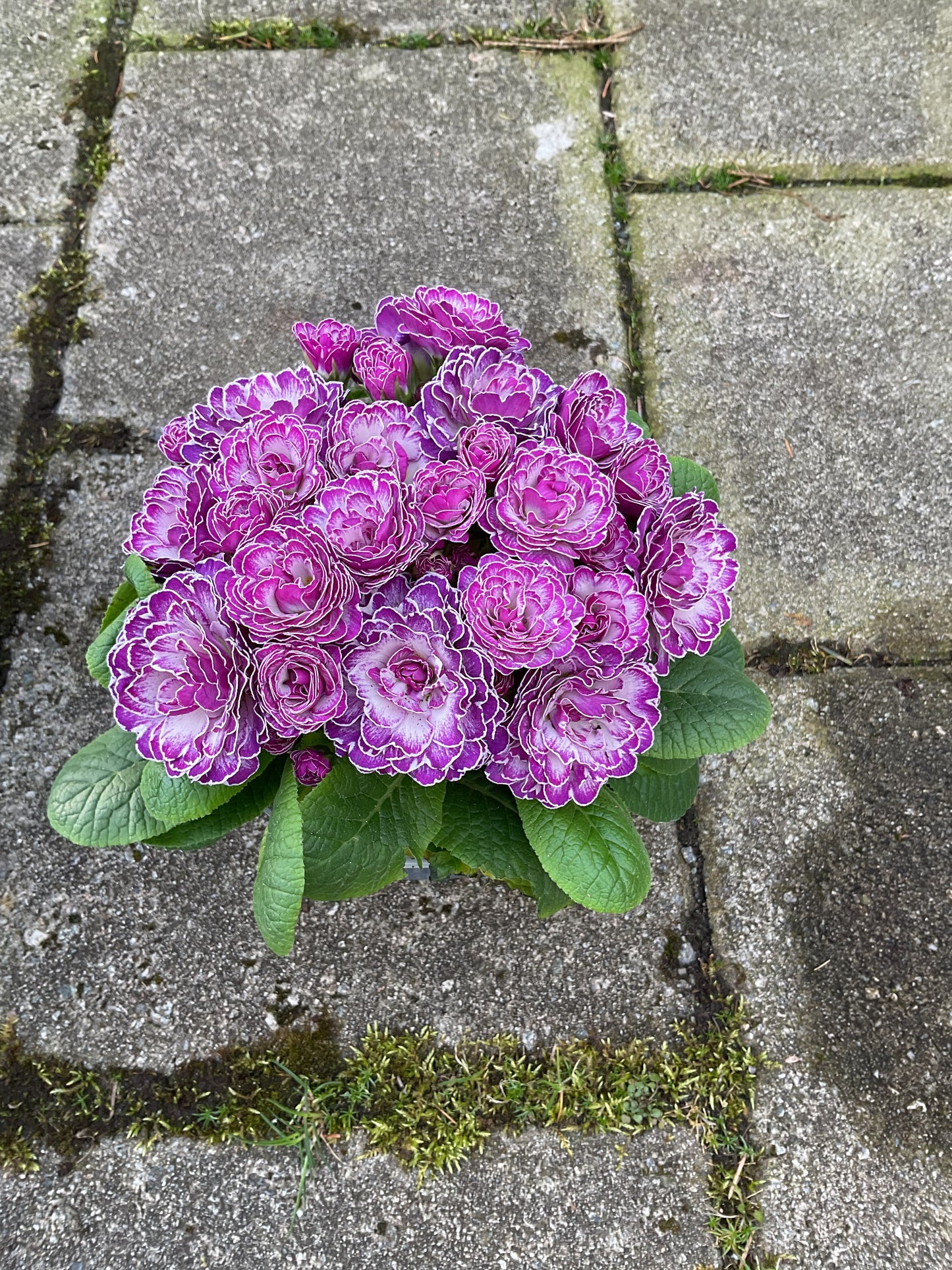 Primula Belarina ‘Candy Frost’ P13