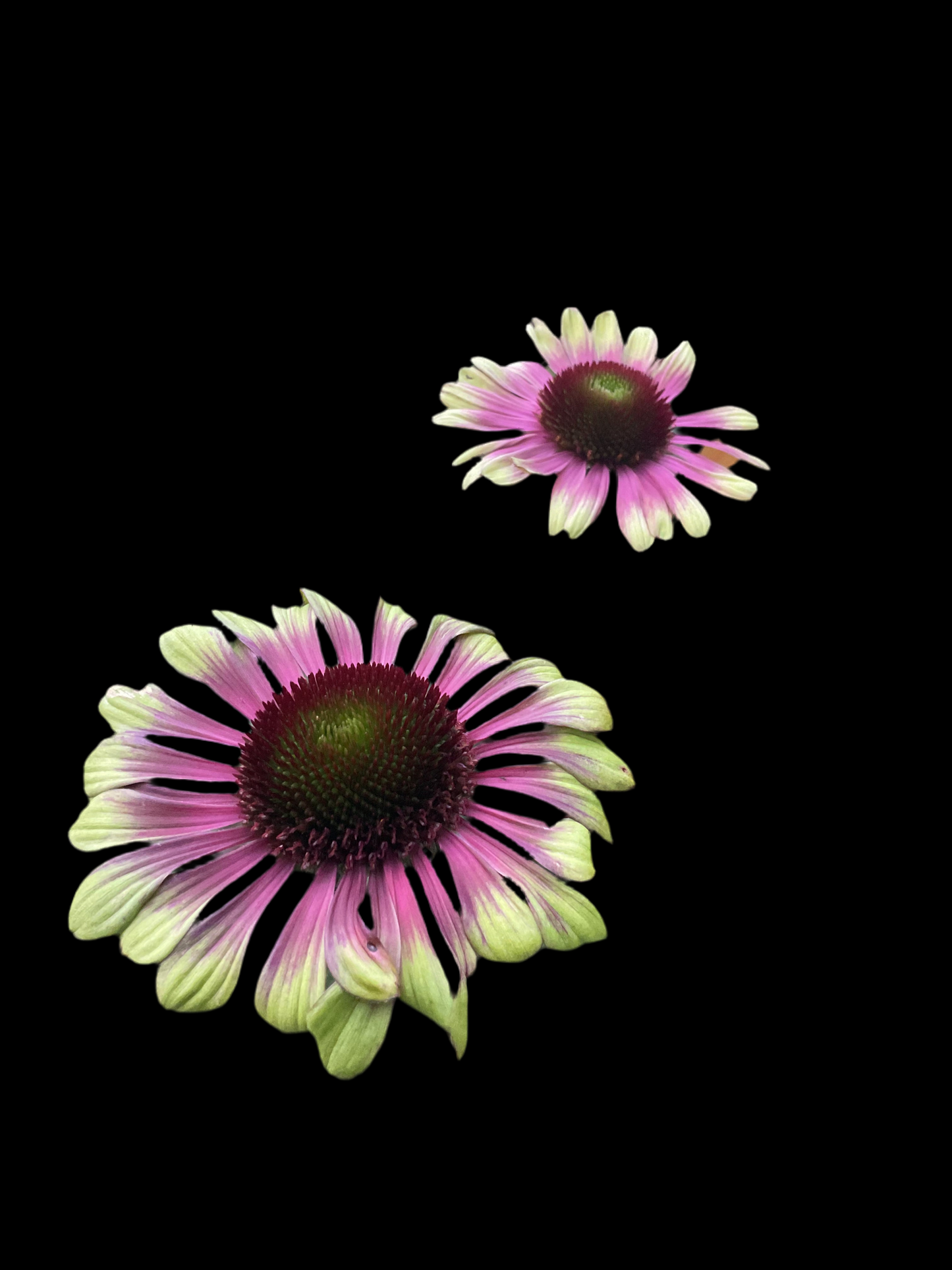 Echinacea ‘Green Twister’
