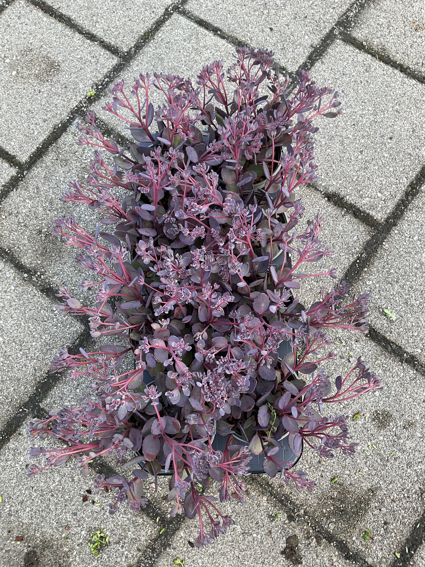 Sedum telephium ‘Seduction Rosé Soirée' P13