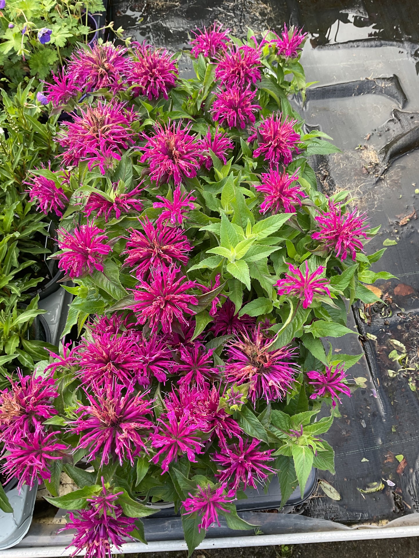 Monarda didyma ‘Pink Lace’ P13