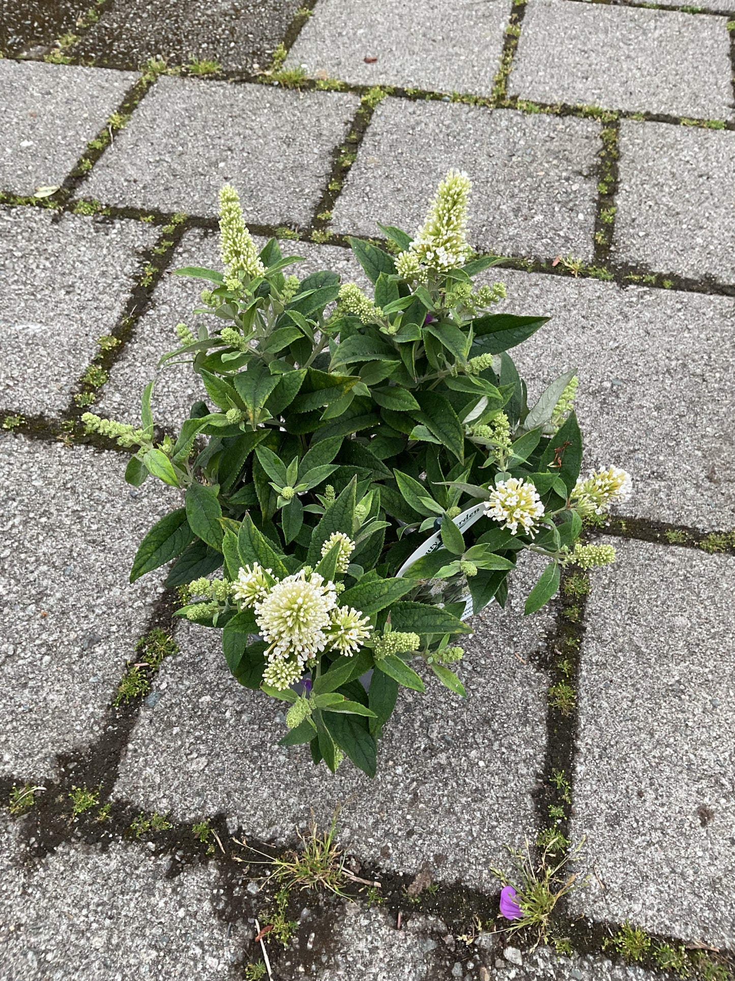 Buddleia davidii ‘Little Rockstars’®️ White P13