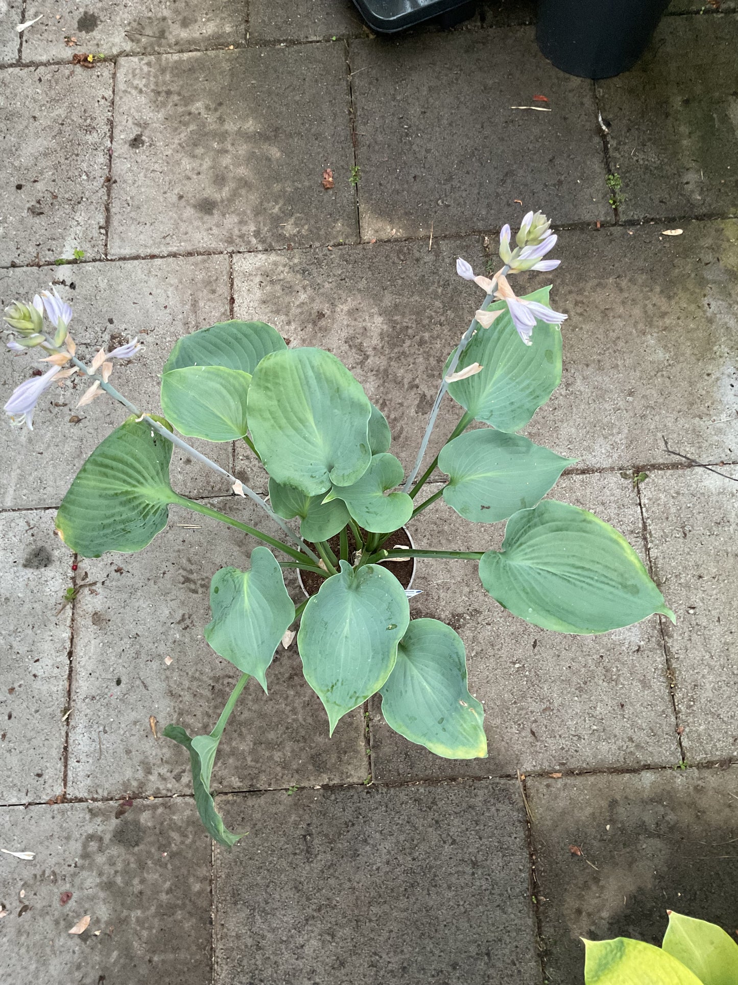 Hosta ‘Moonlight Sonata’ P15