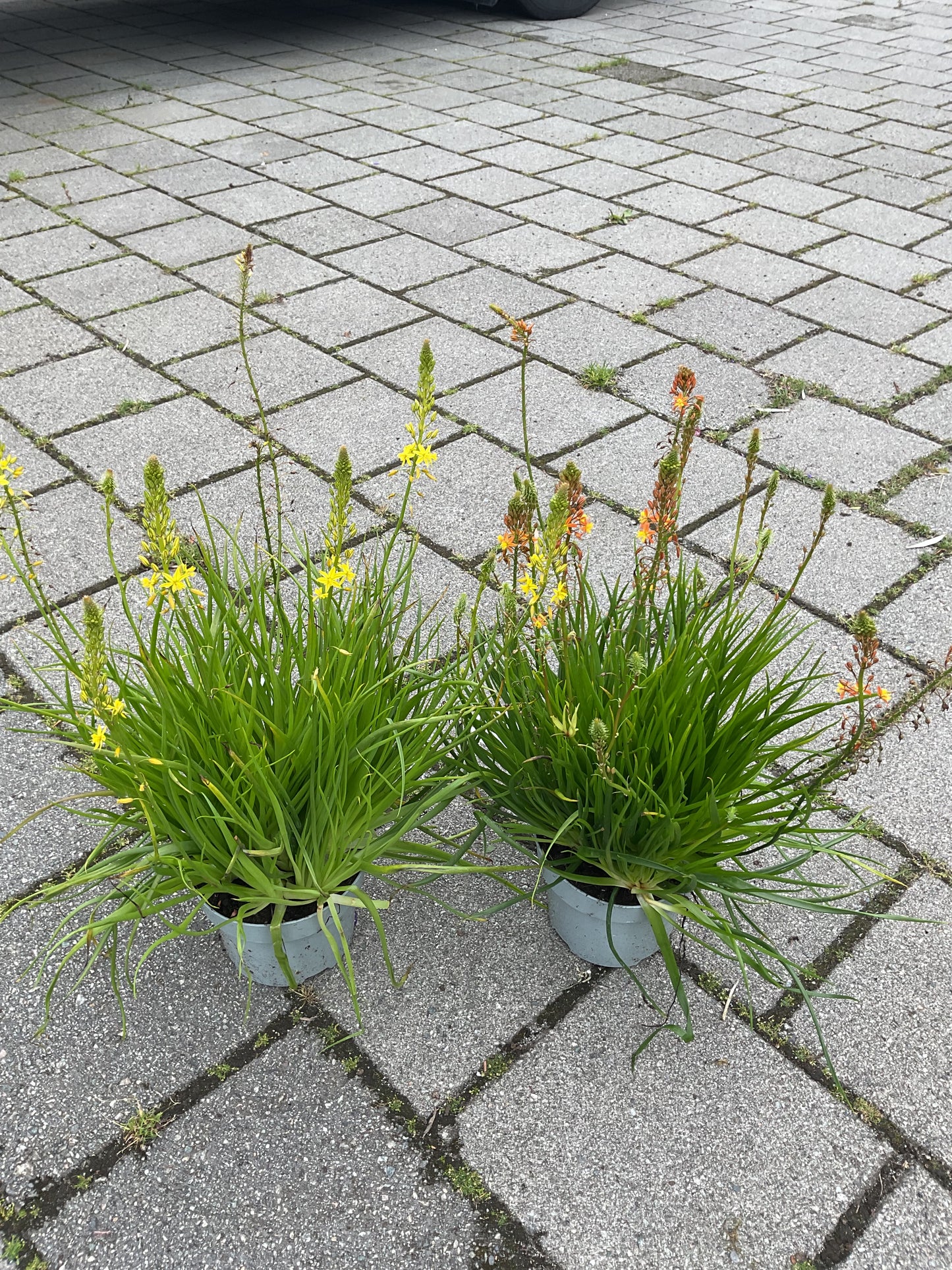 Bulbine natalensis, gul P17