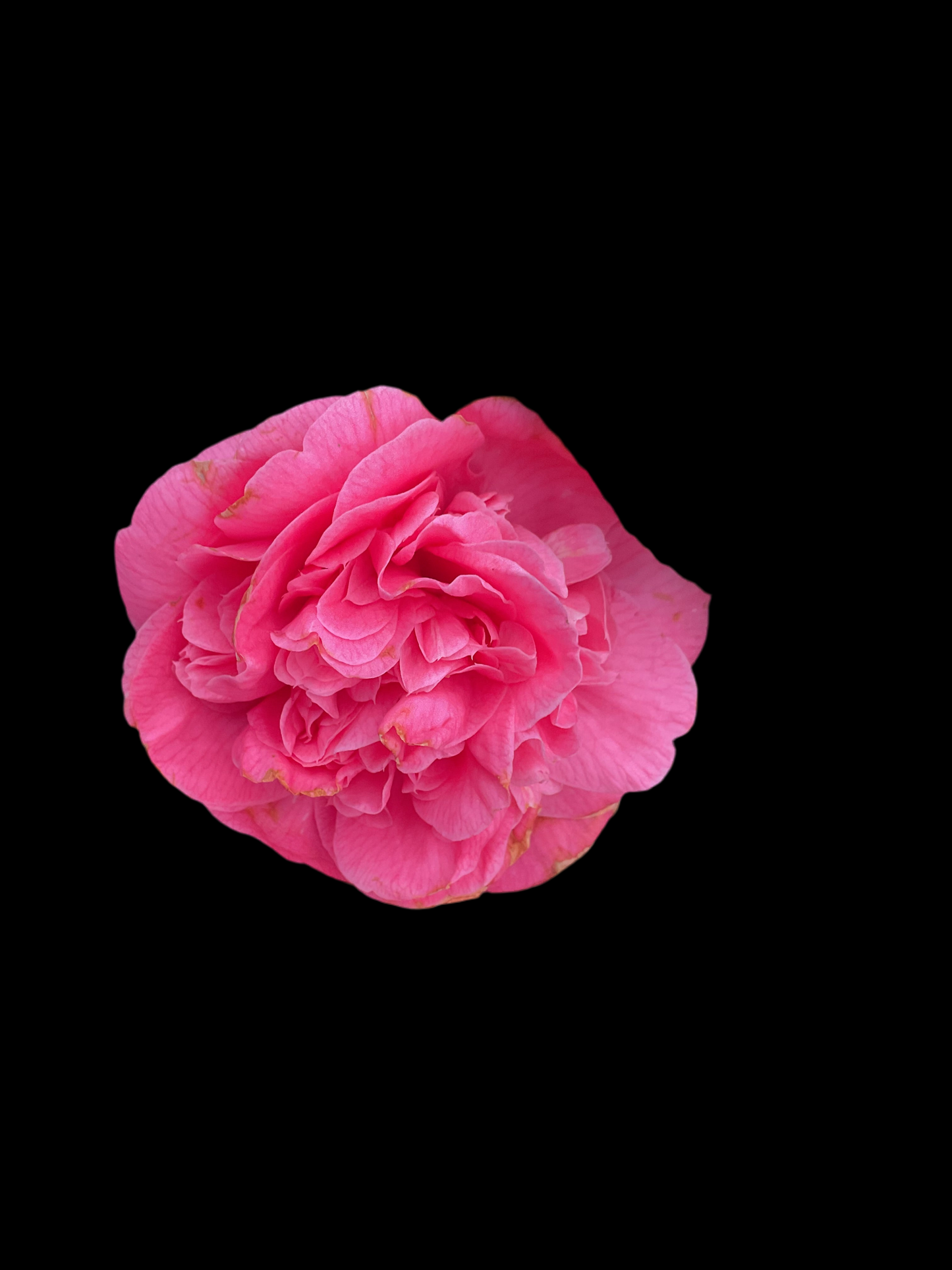 Camellia japonica ‘Preston Rose’ P12