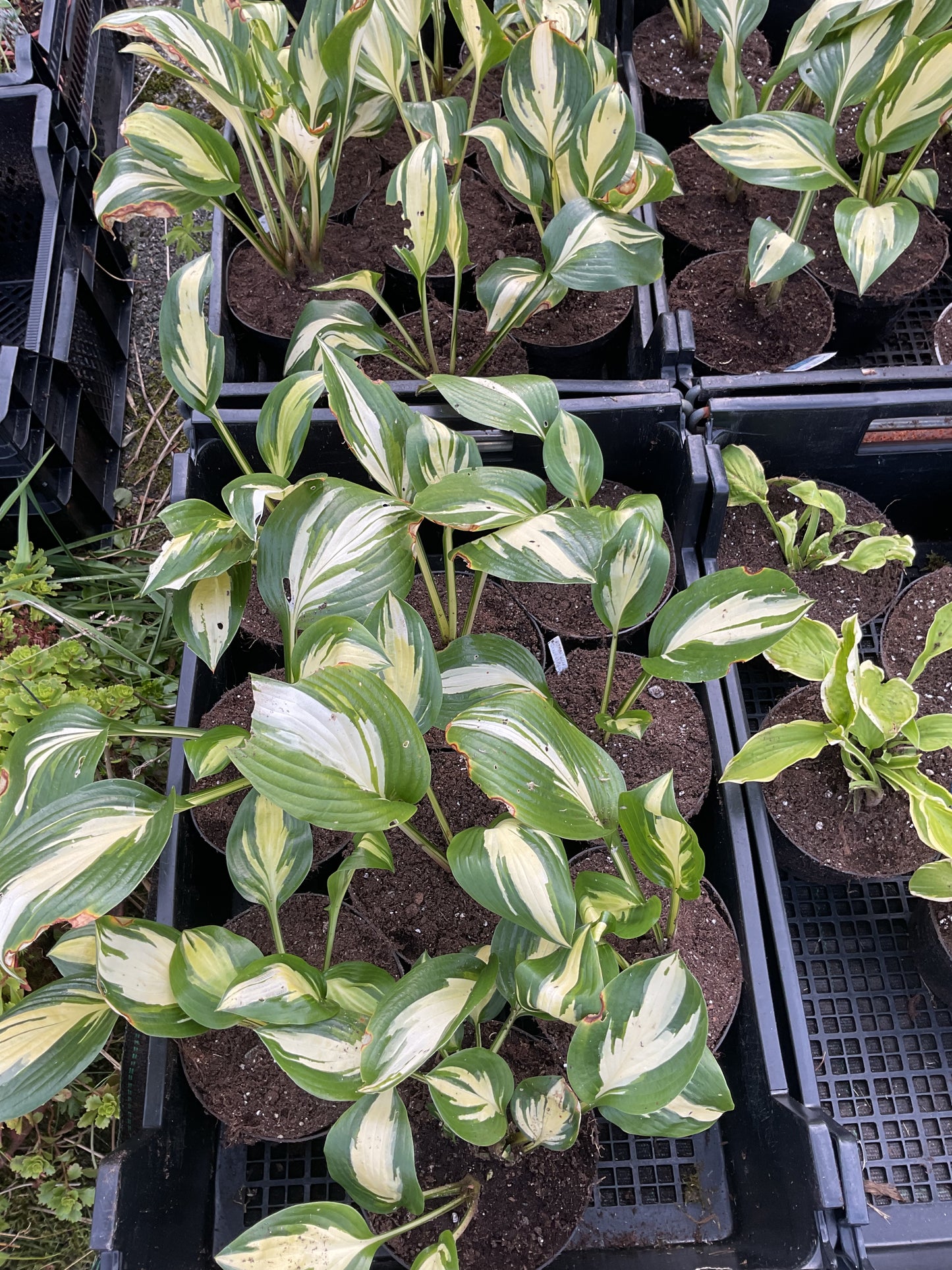 Hosta ‘American Sweetheart’