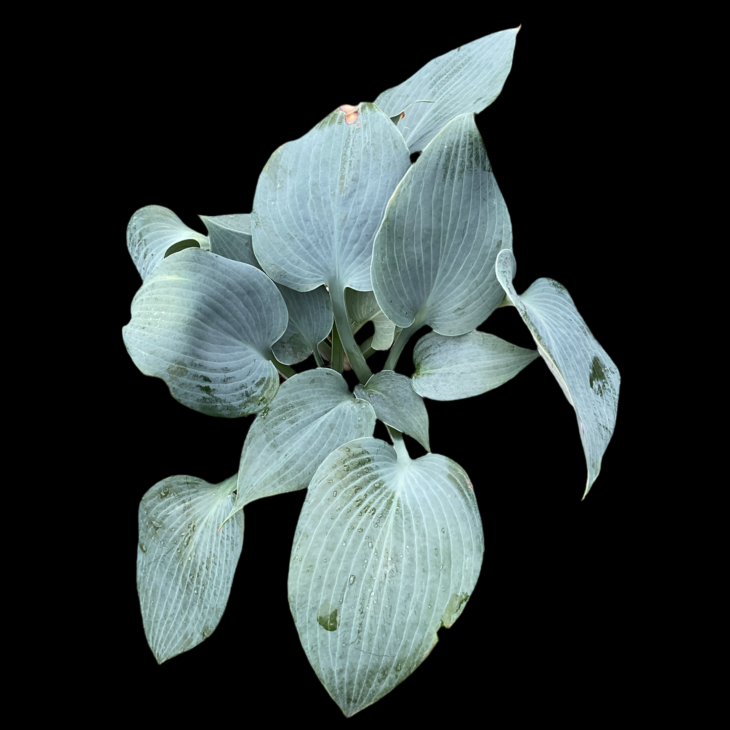 Hosta ‘Bulletproof’ P15