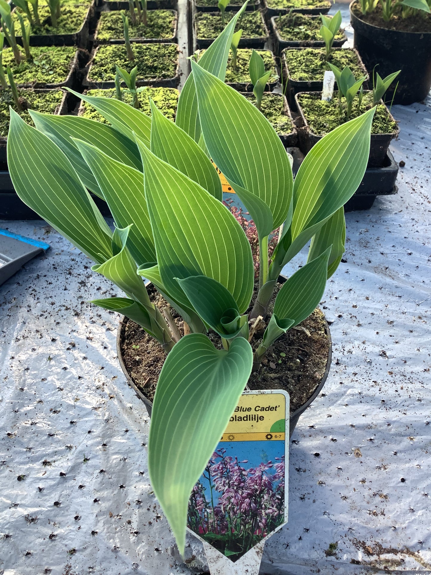 Hosta ‘Blue Cadet’