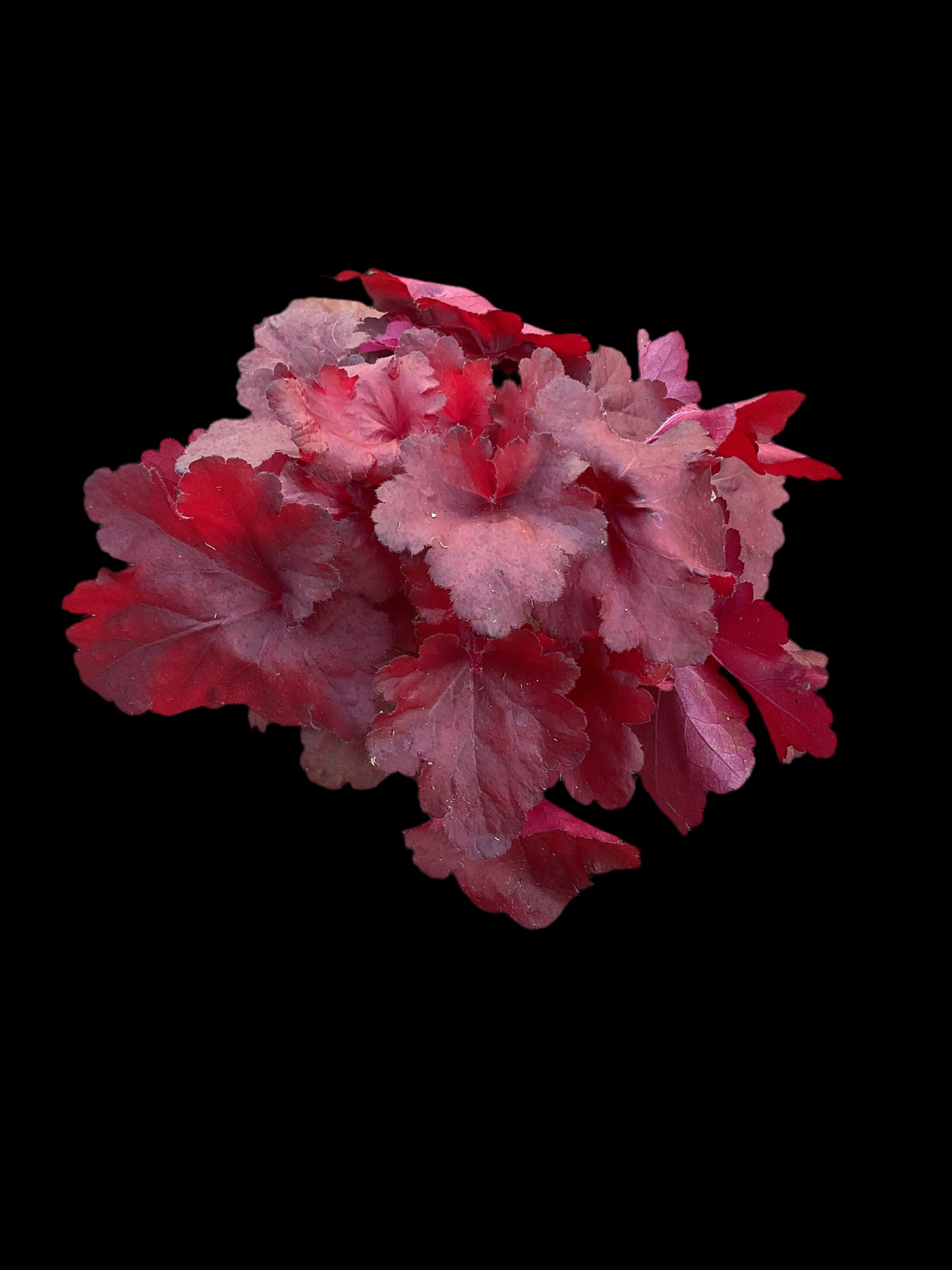 Heuchera ‘Forever Red’ P15