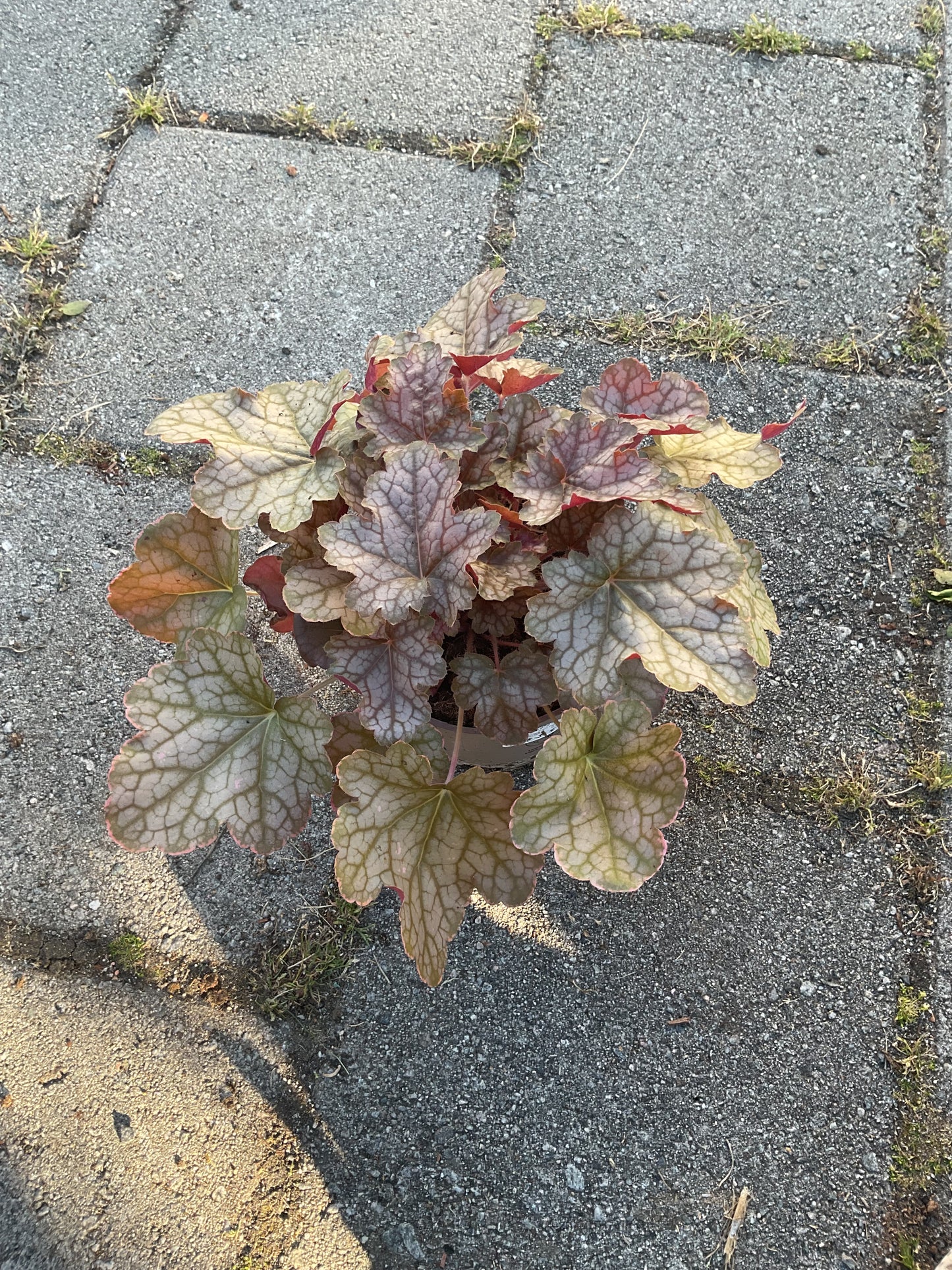 Heuchera ‘Ginger Ale’ P15