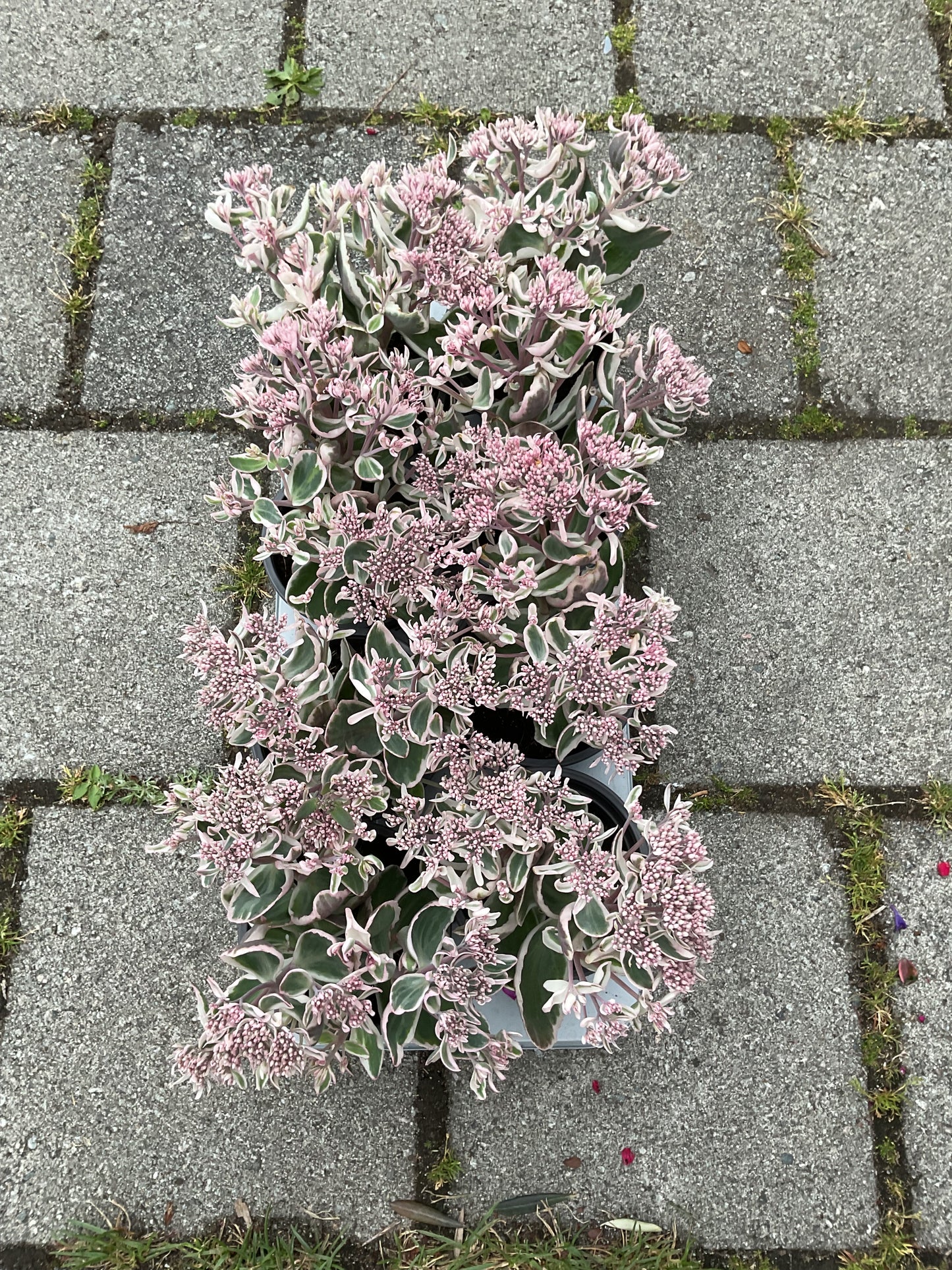 Sedum ‘La Vie en Rose’ P12