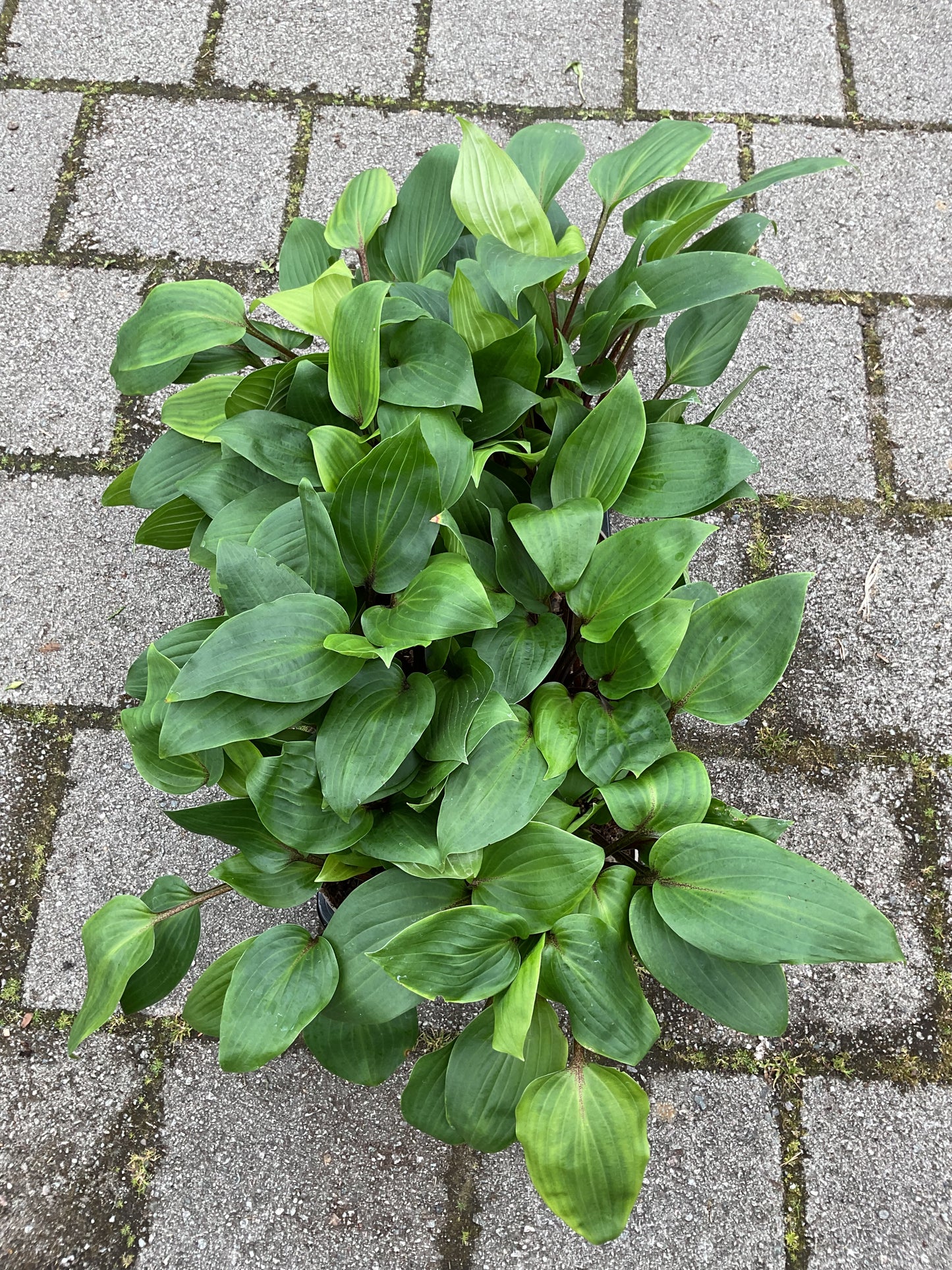 Hosta ‘Purple Heart’ P15
