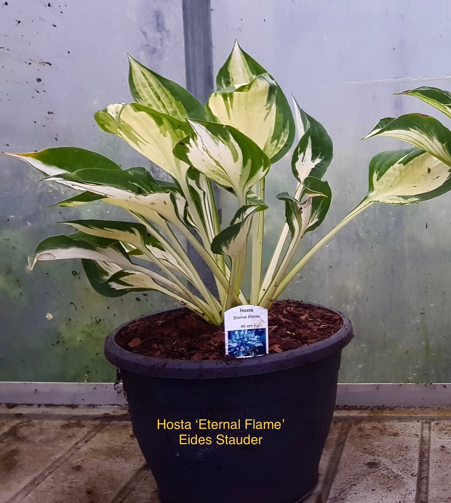 Hosta ‘Eternal Flame’