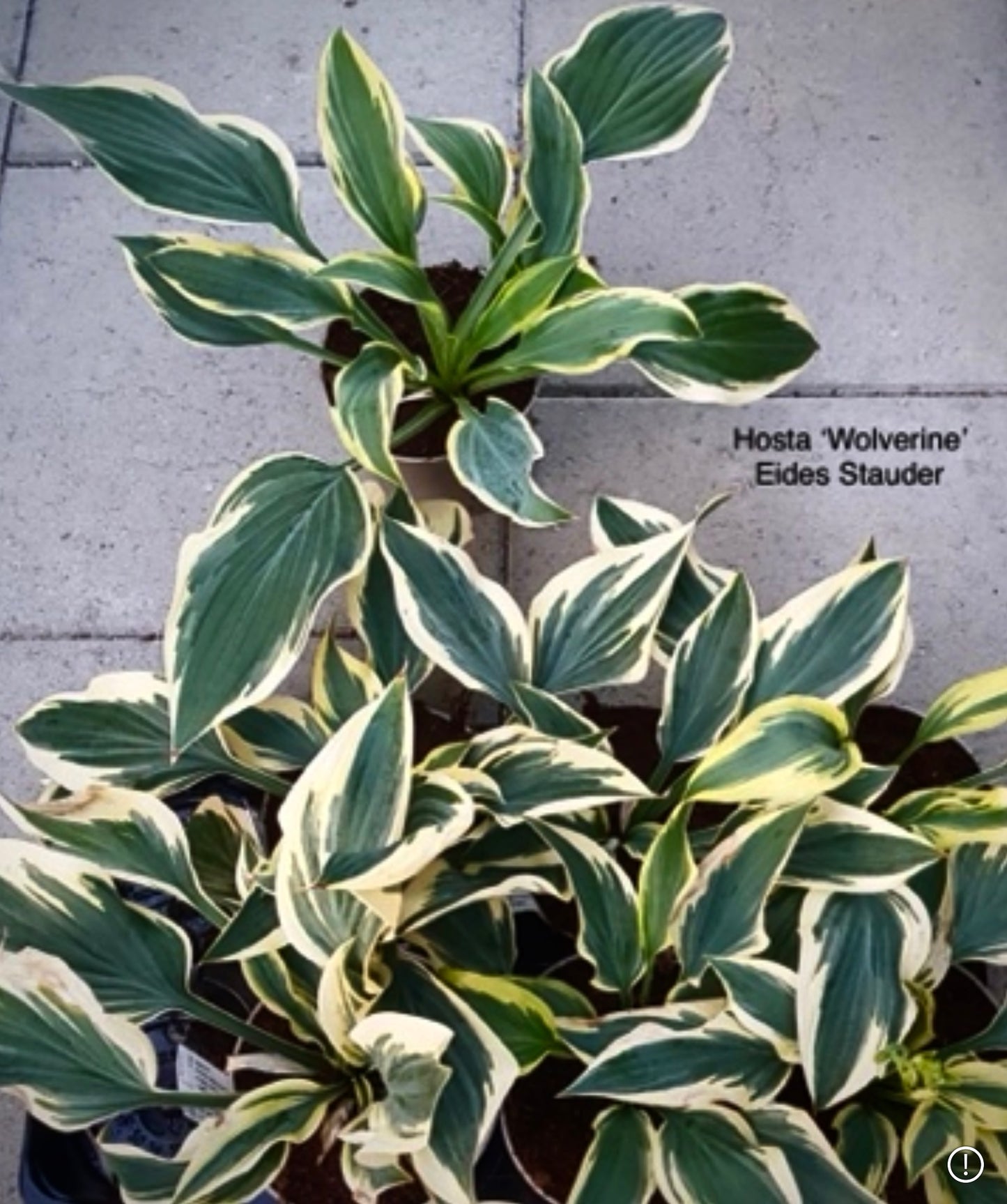 Hosta ‘Wolverine’