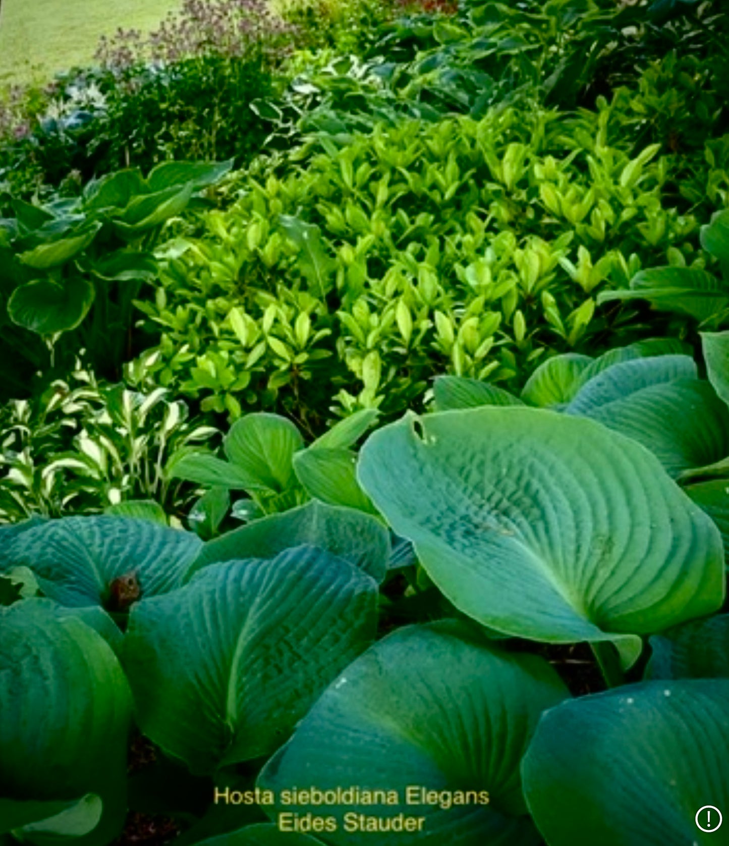 Hosta sieboldiana ‘Elegans’