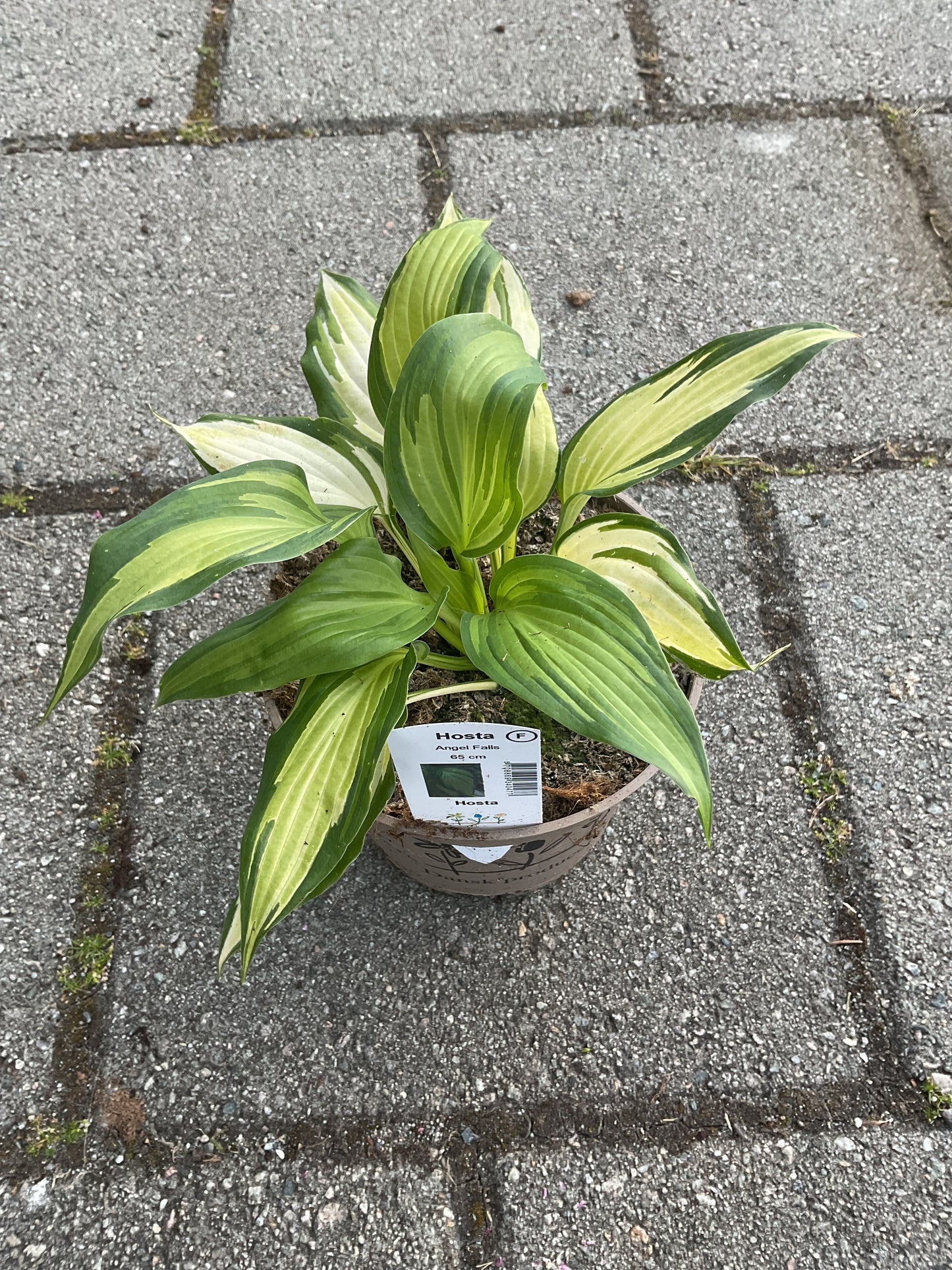 Hosta ‘Angel Falls’ P15