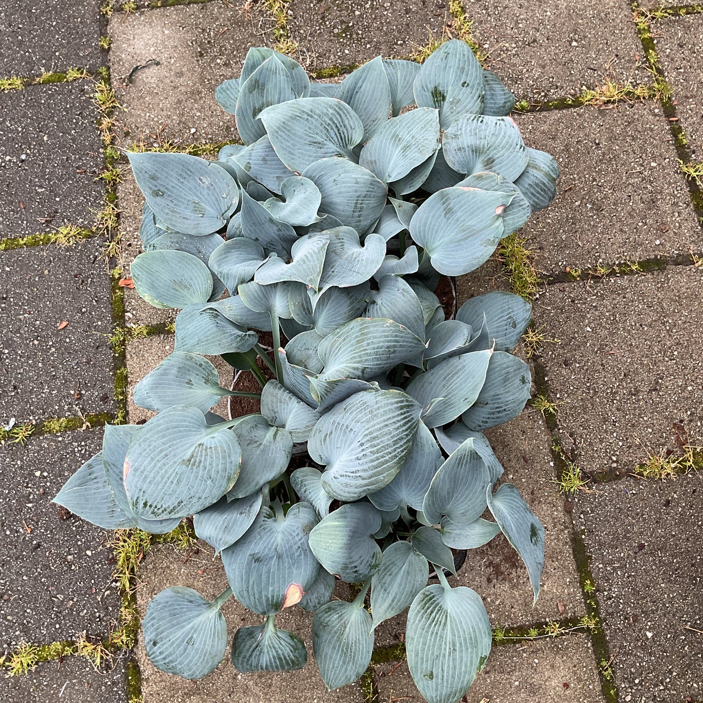 Hosta ‘Bulletproof’ P15