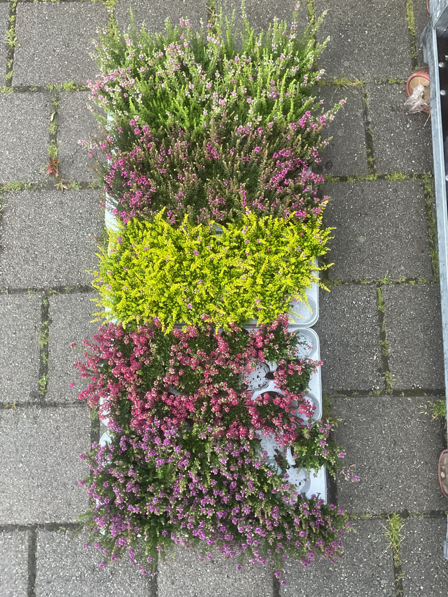 Erica cinerea Kolleksjon i 5 farger P9