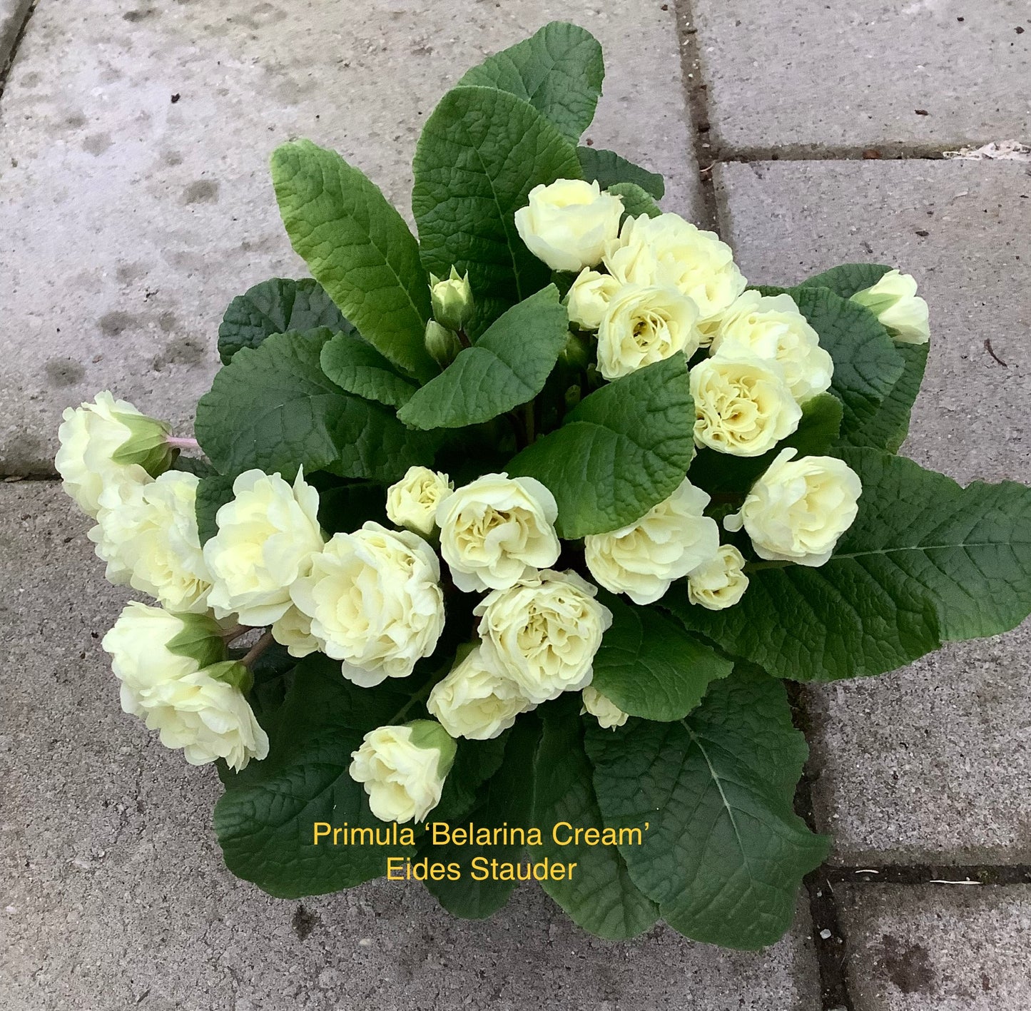 Primula Belarina ‘Cream’ P13