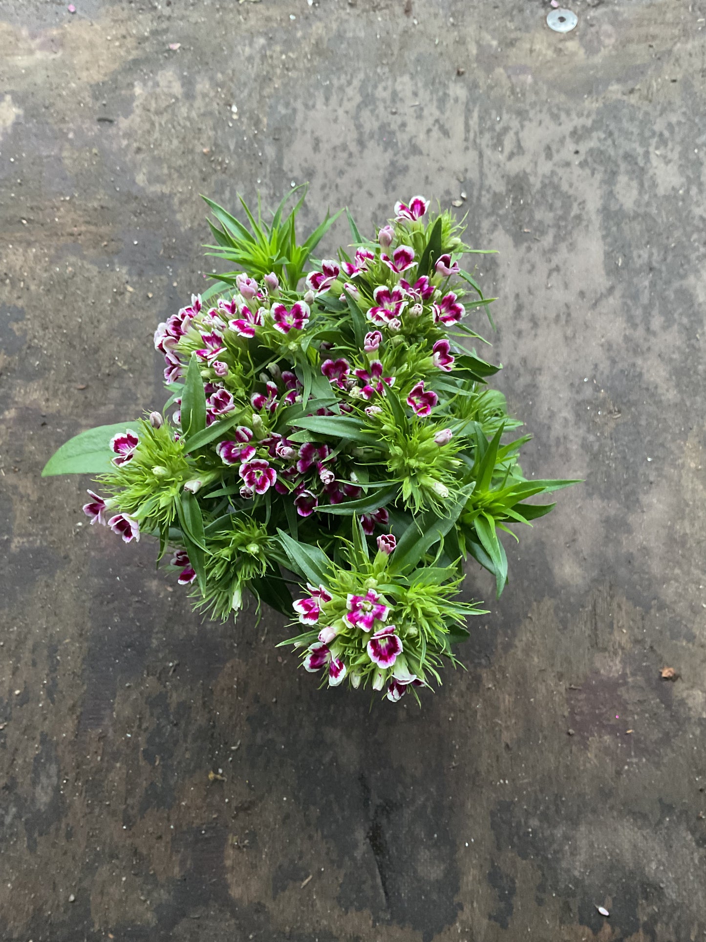 Dianthus barbatus mix P13