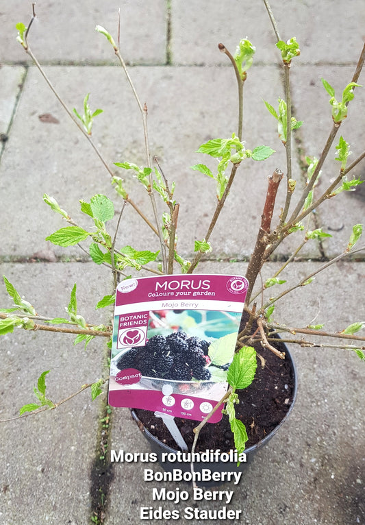 Mojo Berry (Morus rotundifolia) P13