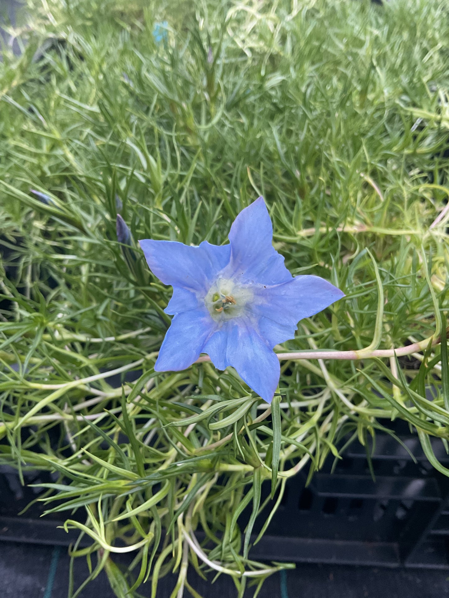 Gentiana s-ornata ‘Strathmore’ P17