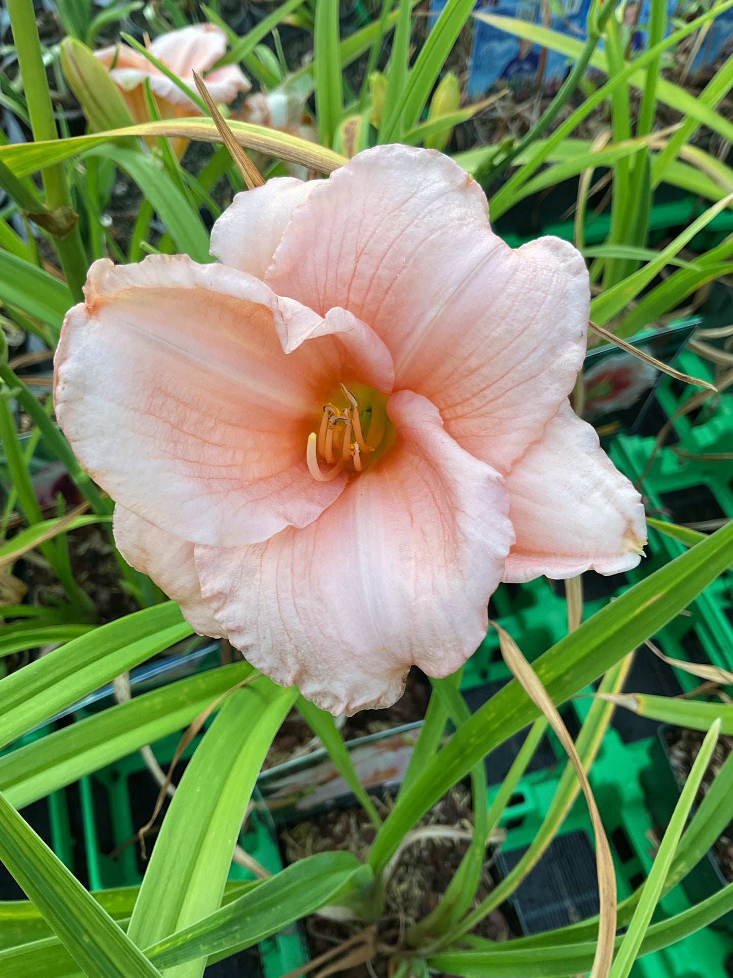 Hemerocallis ‘Sweet Sugar Candy’