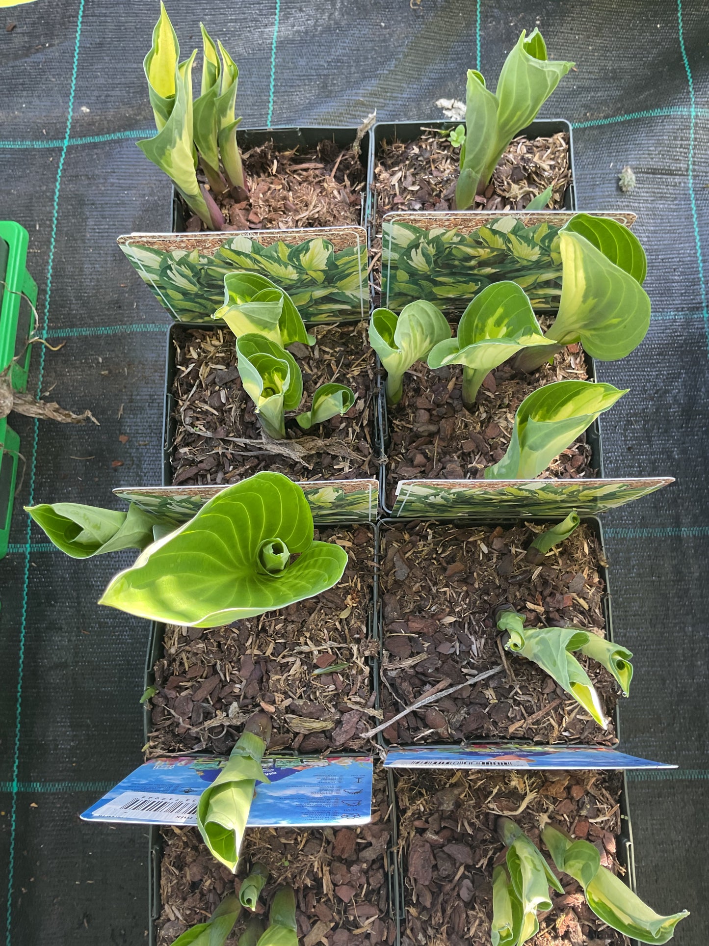 Hosta ‘Whirlwind’
