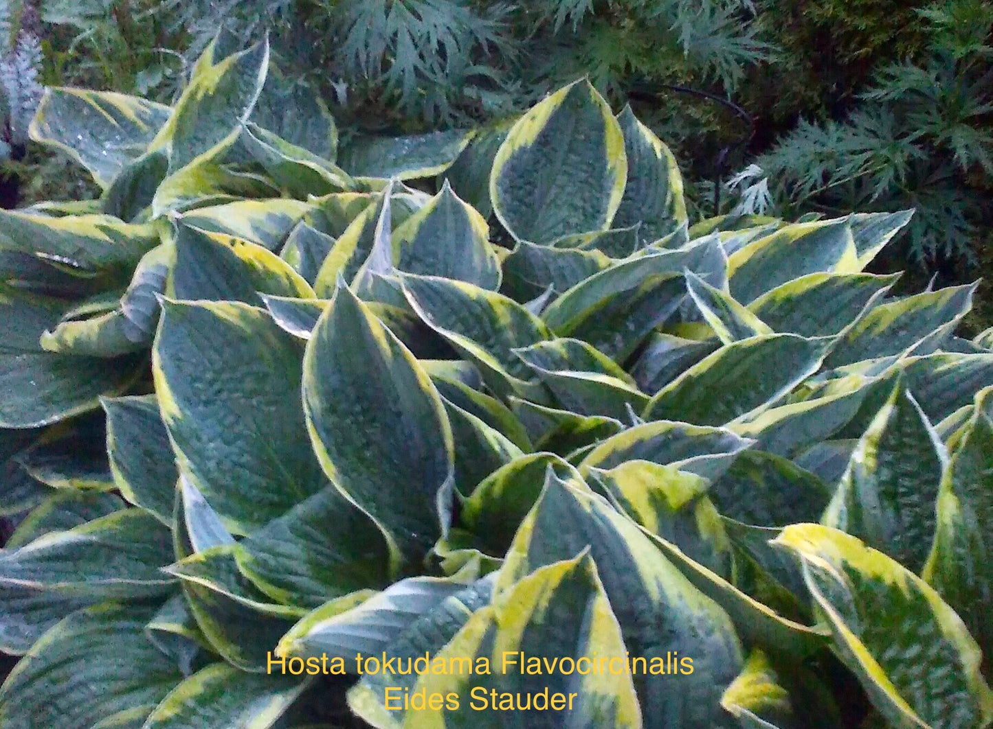 Hosta ‘Tokudama Flavocircinalis’