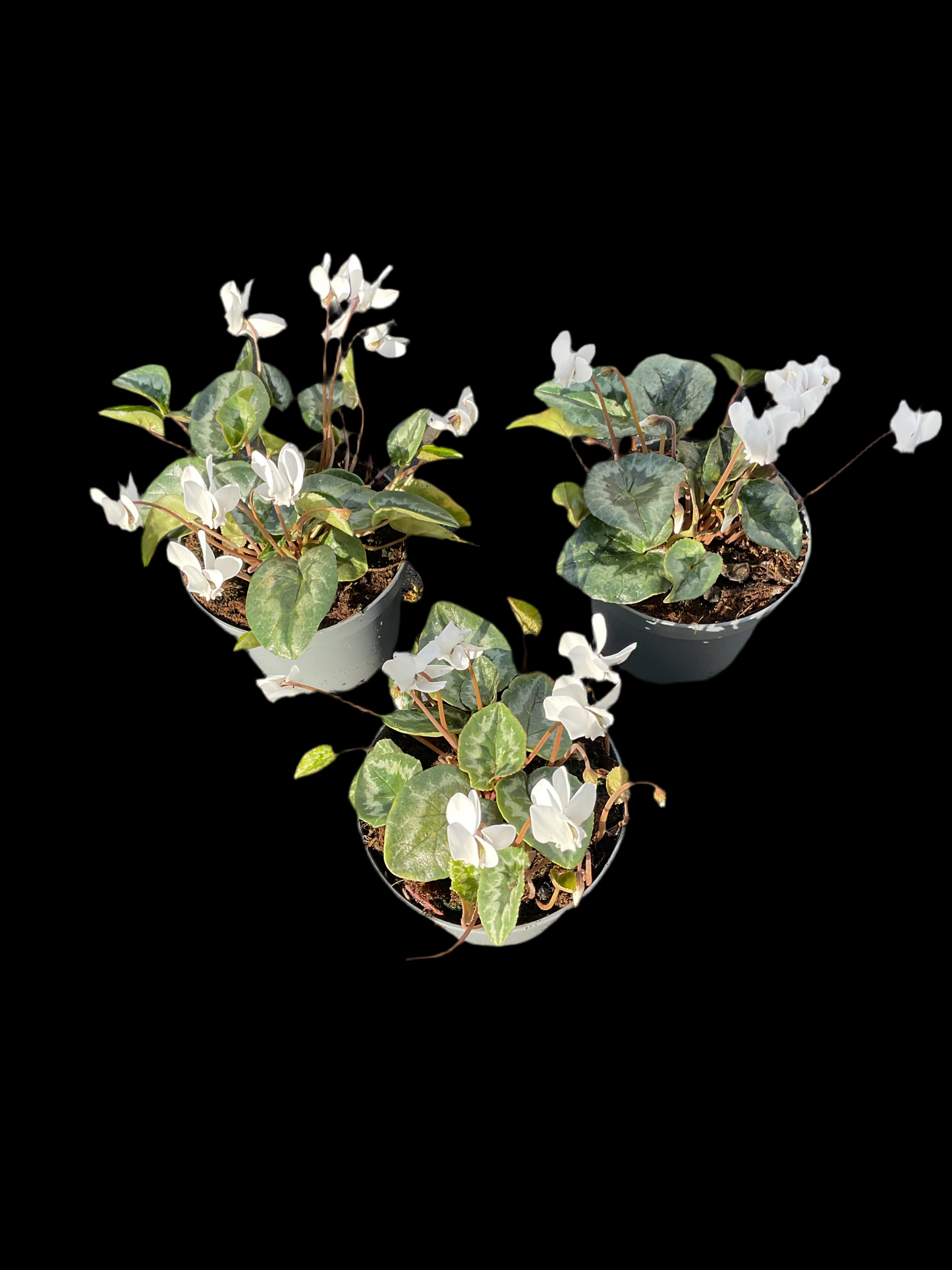 Cyclamen hederifolium Kolleksjon av 6 stk
