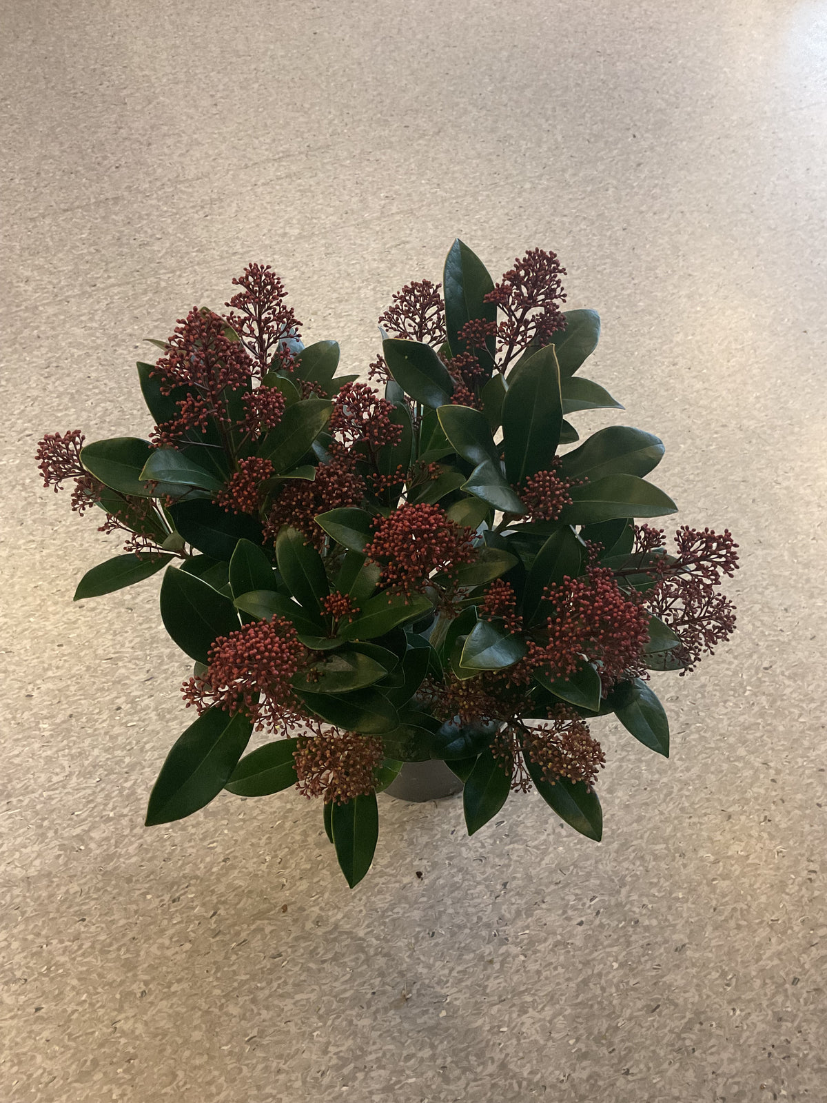 Skimmia japonica ‘Rubella’ P17