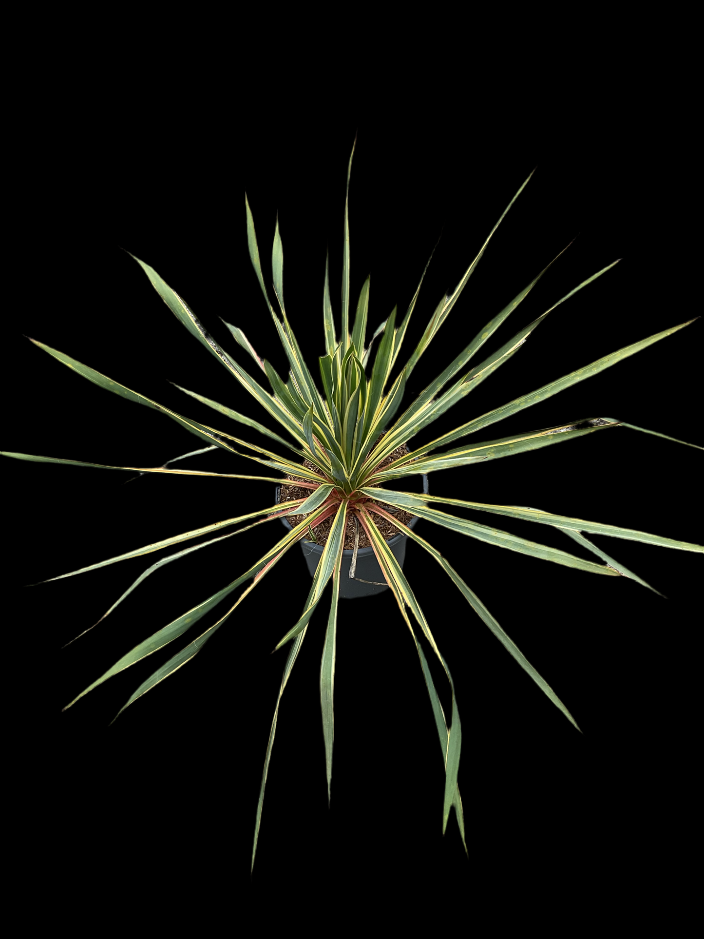 Yucca filamentosa ‘Bright Edge’ 3,5 ltr