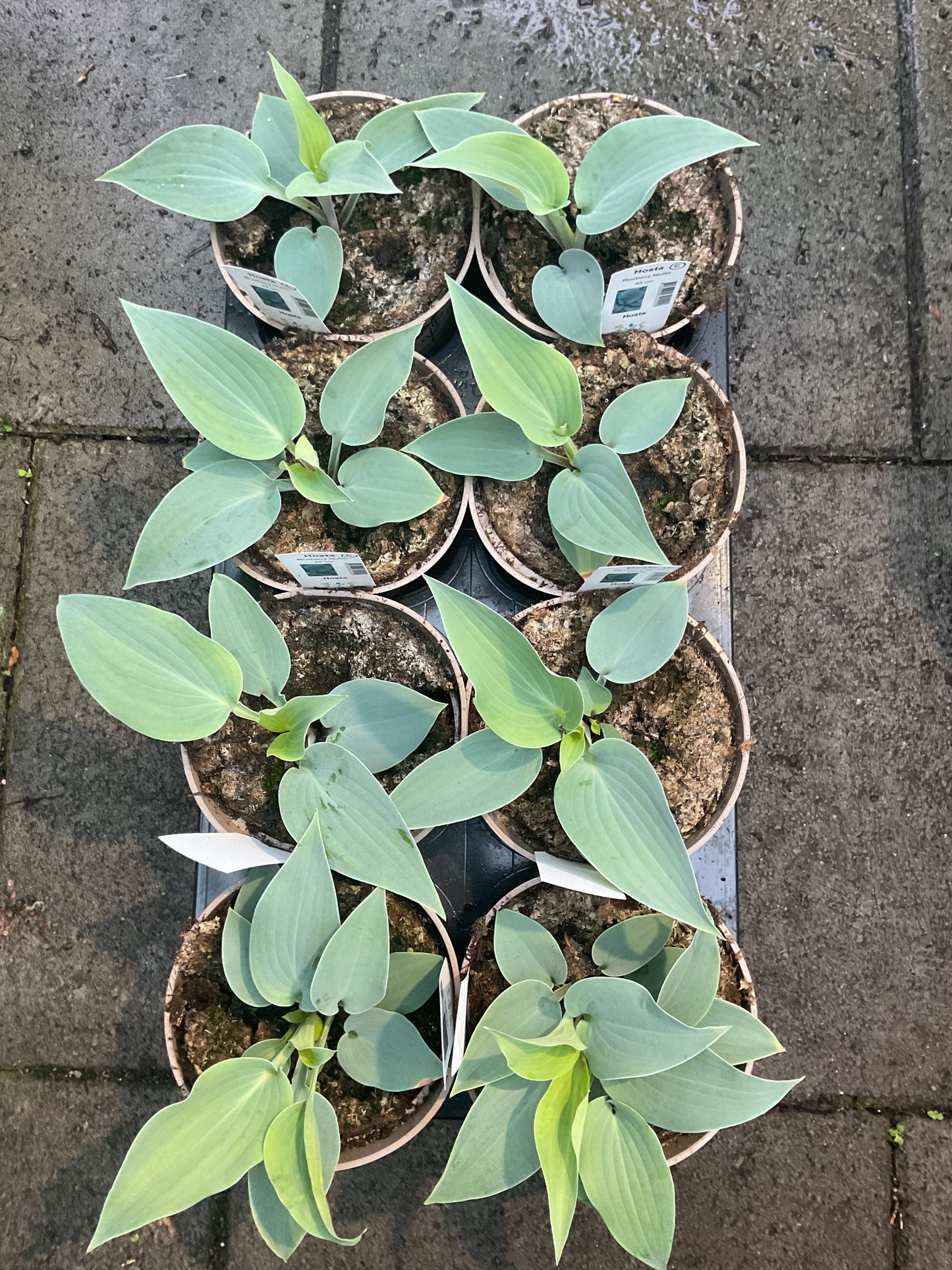 Hosta ‘Blueberry Muffin’ P15