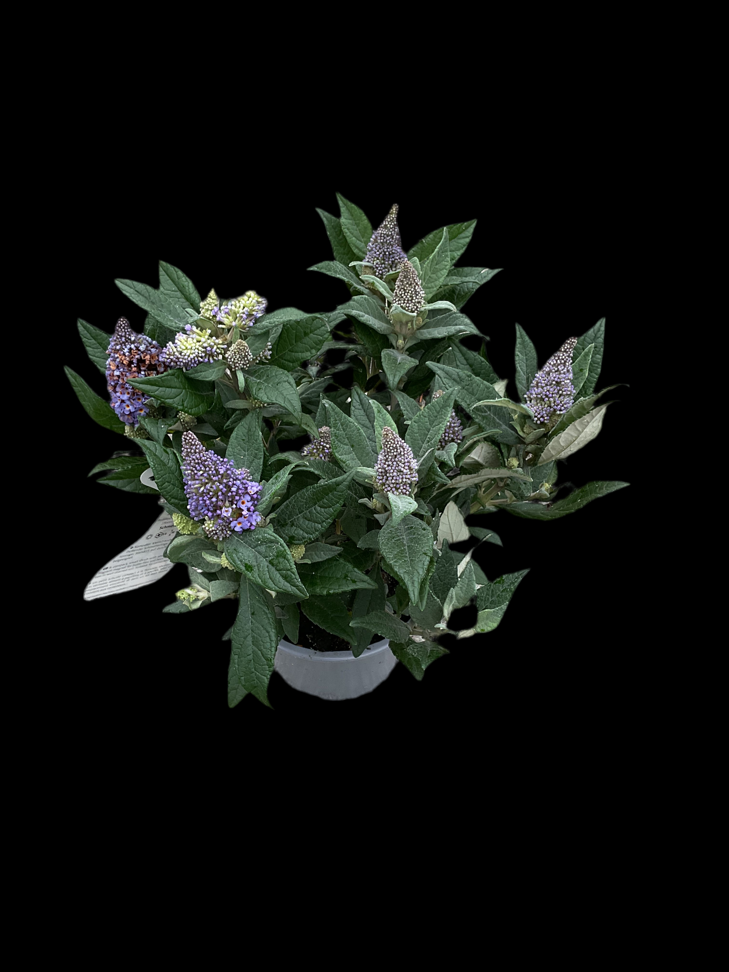 Buddleia davidii ‘Little Rockstars’®️ Blue P13