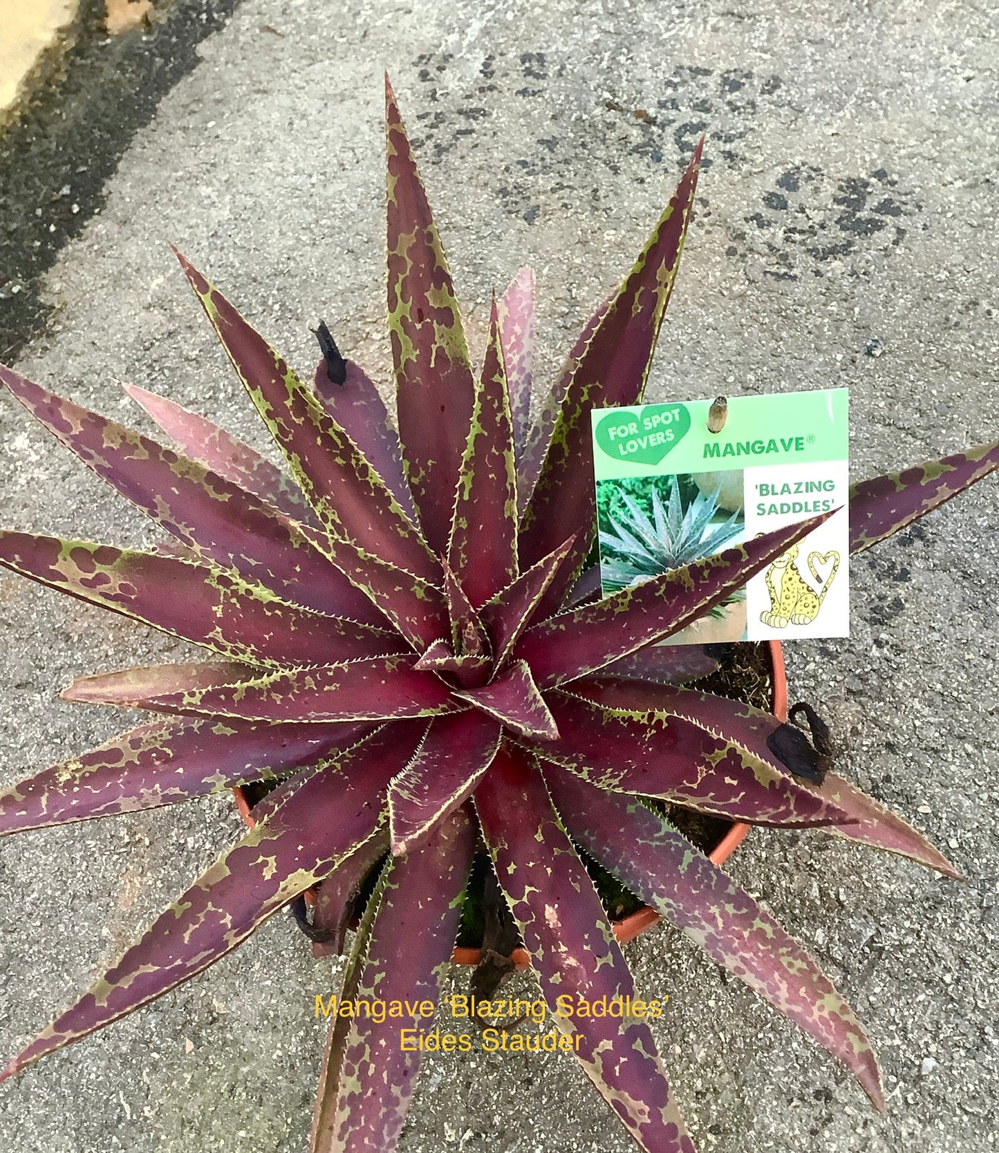 Mangave ‘Blazing Saddles’