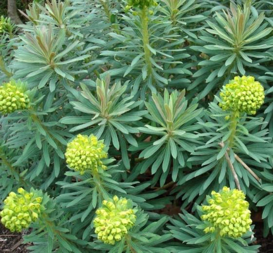 Euphorbia characias ‘Wulfenii’