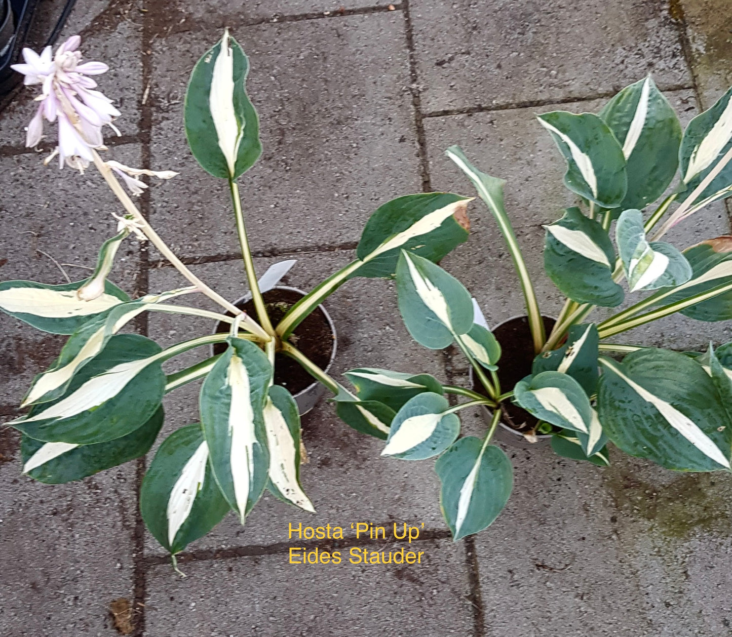 Hosta ‘Pin Up’