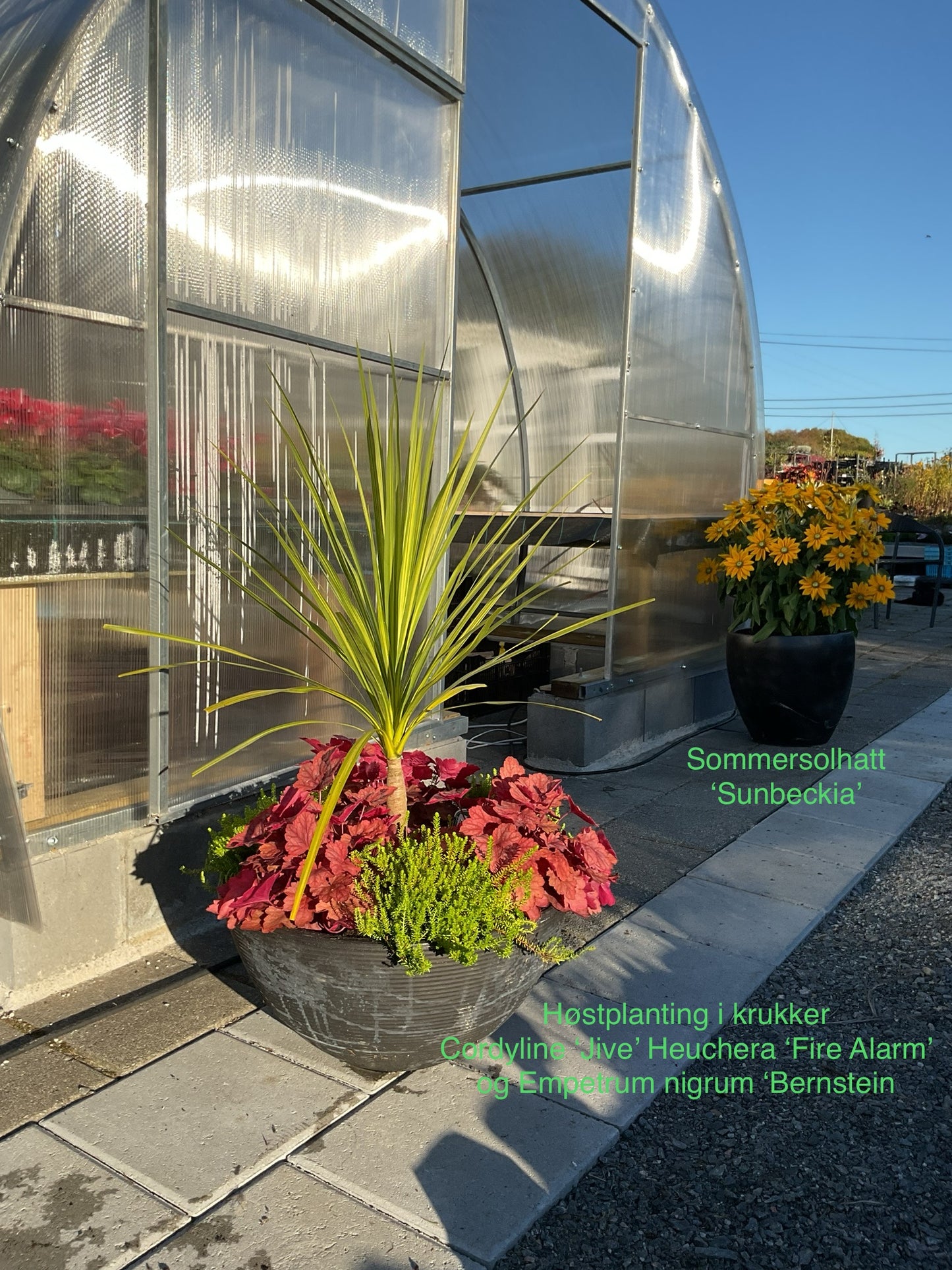 Heuchera ‘Fire Alarm’ P13