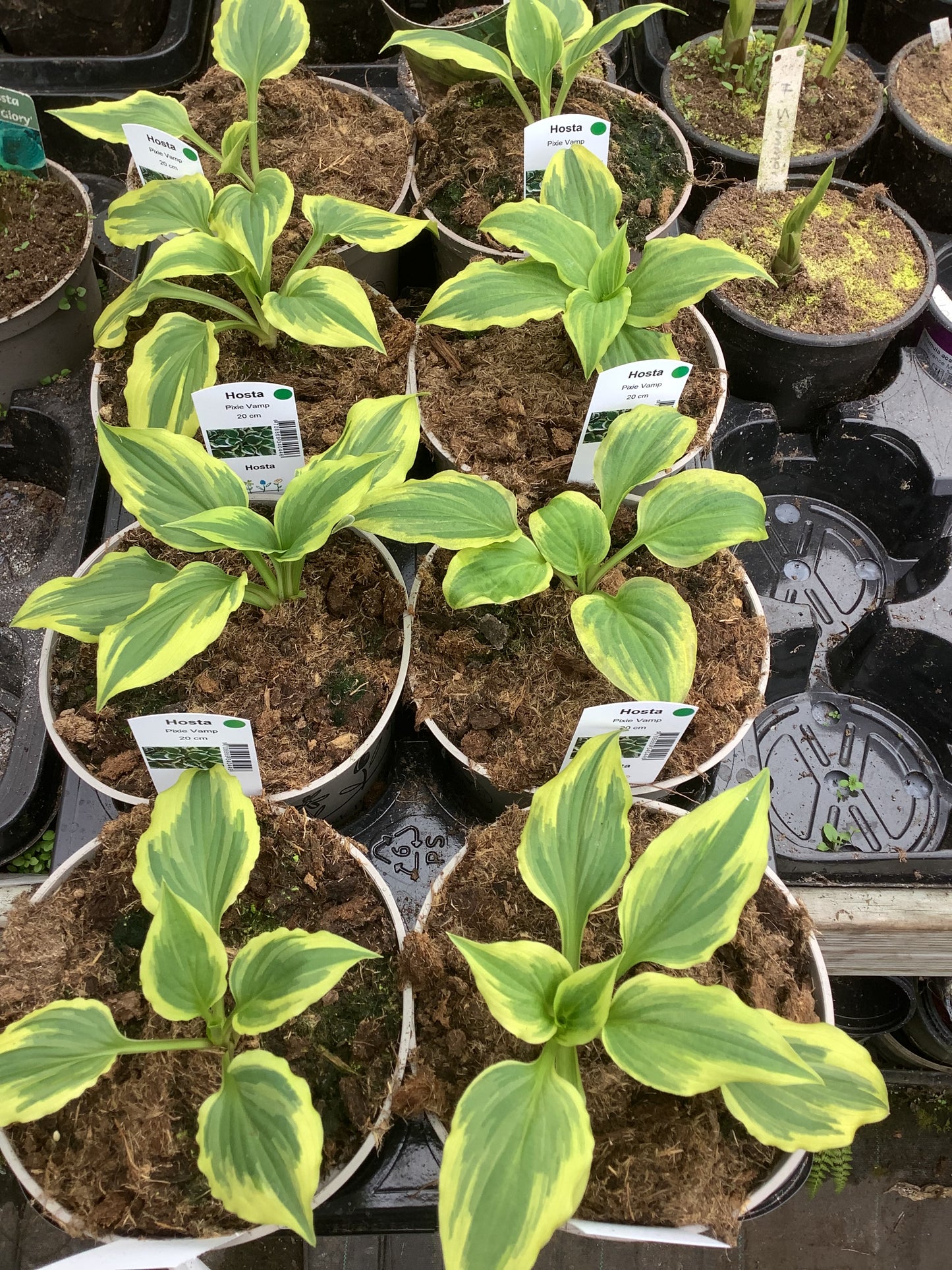 Hosta ‘Pixie Vamp’ P15
