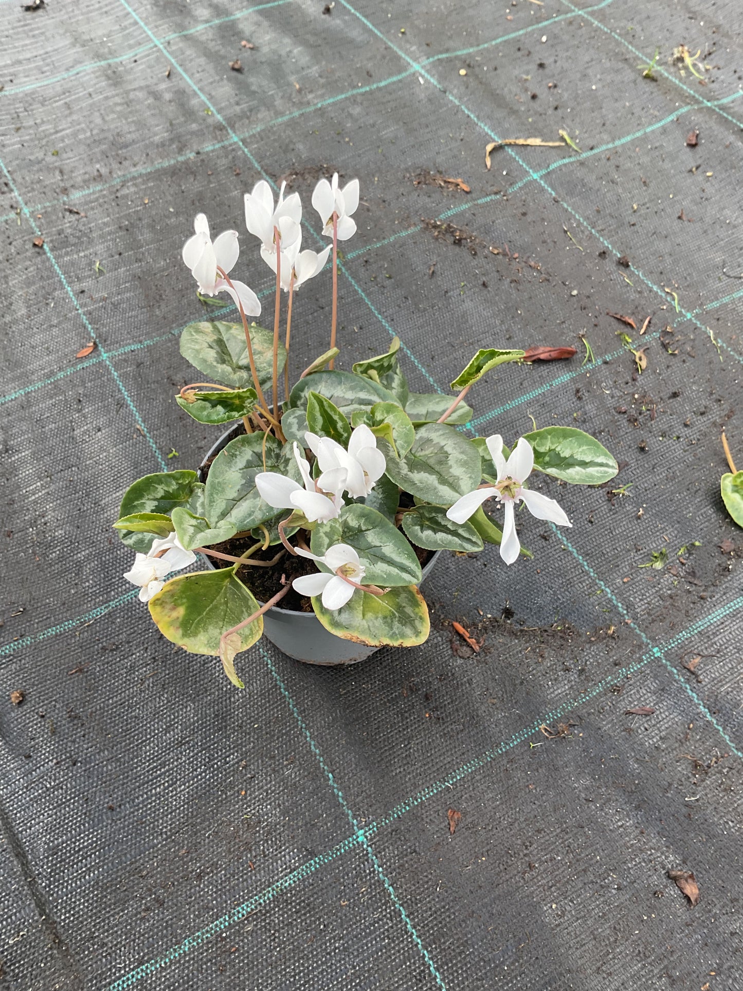 Cyclamen hederifolium ‘Album’ P11