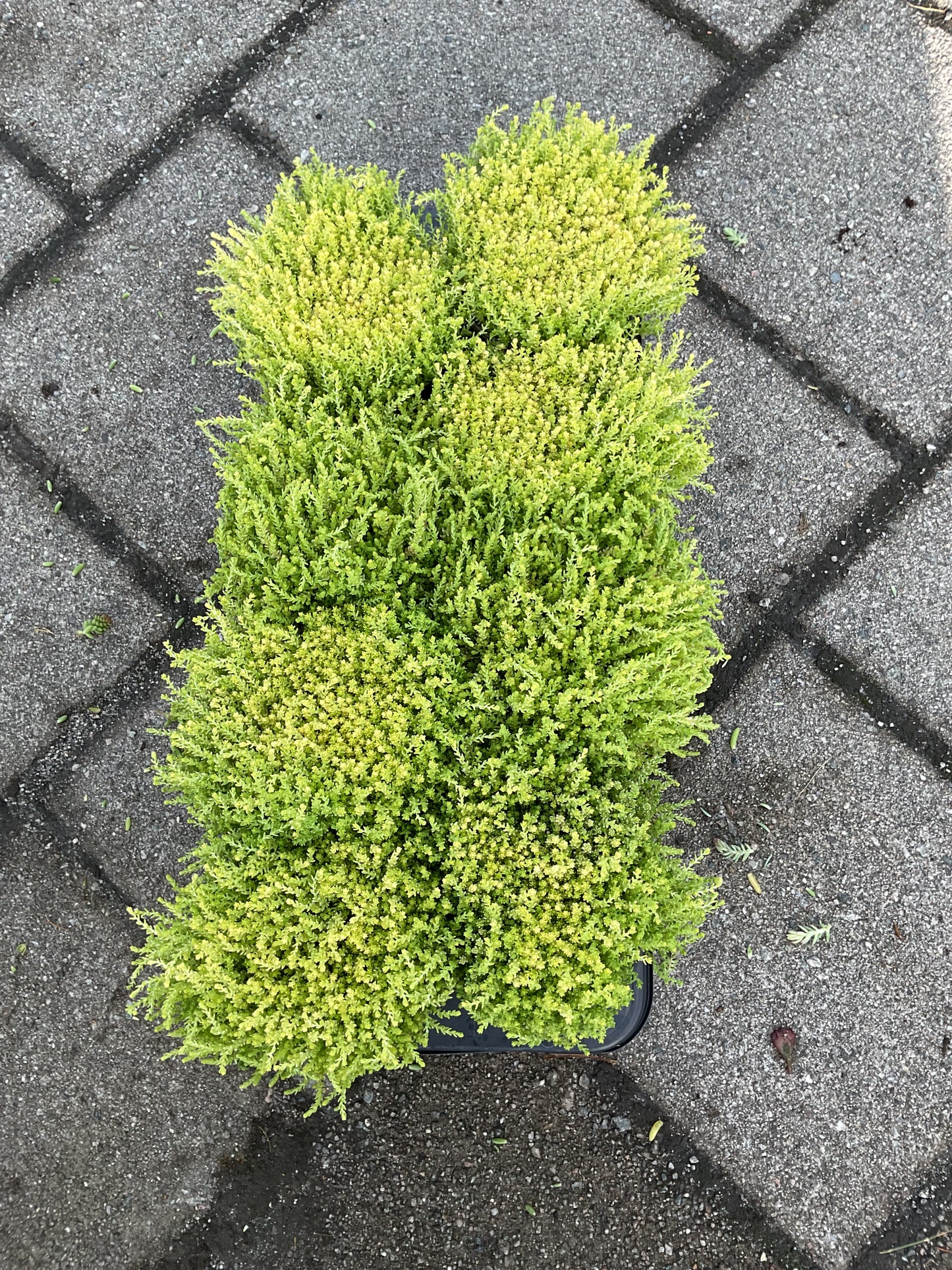 Sedum acre ‘Yellow Queen’ P13