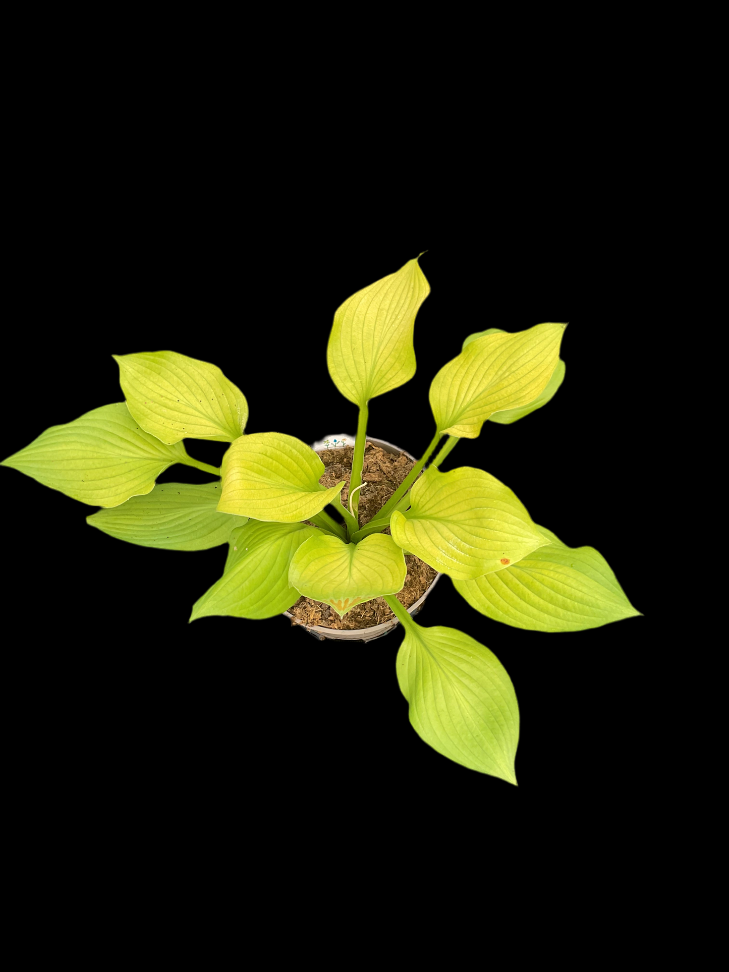 Hosta ‘Hub City’