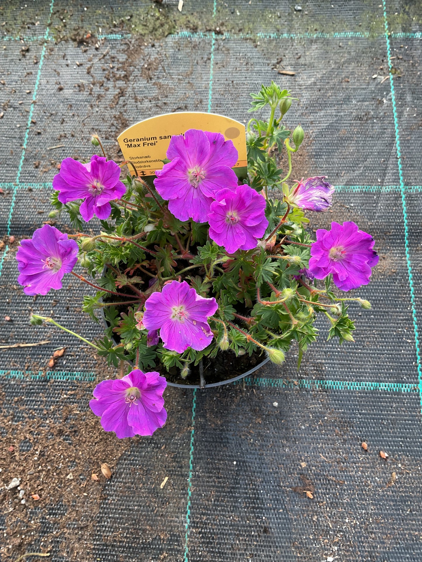 Geranium sanguineum ‘Max Frei’ P11